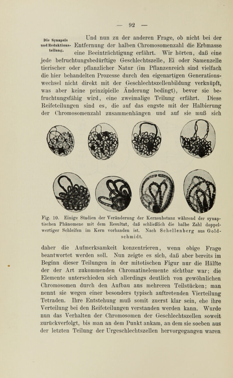 Die Synapsis anderen Frage, ob nicht bei der undReduktions- Entfemuug der halben Chromosonienzahl die Erbmasse teiinng-. Beeinträchtigung- erfährt. Wir hörten, daß eine jede befruchtungsbedürftige Geschlechtszelle, Ei oder Samenzelle tierischer oder pflanzlicher Natur (im Pflanzenreich sind vielfach die hier behandelten Prozesse durch den eigenartigen Generations¬ wechsel nicht direkt mit der Geschlechtszellenbildung verknüpft, was aber keine prinzipielle Änderung bedingt), bevor sie be¬ fruchtungsfähig wird, eine zweimalige Teilung erfährt. Diese Reifeteilungen sind es, die auf das engste mit der Halbierung der Chromosomenzahl zusammenhängen und auf sie muß sich Fig. 10. Einige Stadien der Veränderung der Kernsubstanz während der synap¬ tischen Phänomene mit dem Resultat, daß schließlich die halbe Zahl doppel- wertiger Schleifen im Kern vorhanden ist. Nach Schellenberg aus Gold¬ schmidt. daher die Aufmerksamkeit konzentrieren, wenn obige Frage beantwortet werden soll. Nun zeigte es sich, daß aber bereits im Beginn dieser Teilungen in der mitotischen Figur nur die Hälfte der der Art zukommenden Chromatinelemente sichtbar war; die Elemente unterschieden sich allerdings deutlich von gewöhnlichen Chromosomen durch den Aufbau aus mehreren Teüstücken; man nennt sie wegen einer besonders typisch auftretenden Vierteilung Tetraden. Ihre Entstehung muß somit zuerst klar sein, ehe ihre Verteilung bei den Reifeteilungen verstanden werden kann. Wurde nun das Verhalten der Chromosomen der Geschlechtszellen soweit zurückverfolgt, bis man an dem Punkt ankam, an dem sie soeben aus der letzten Teilung der Urgeschlechtszellen hervorgegangen waren