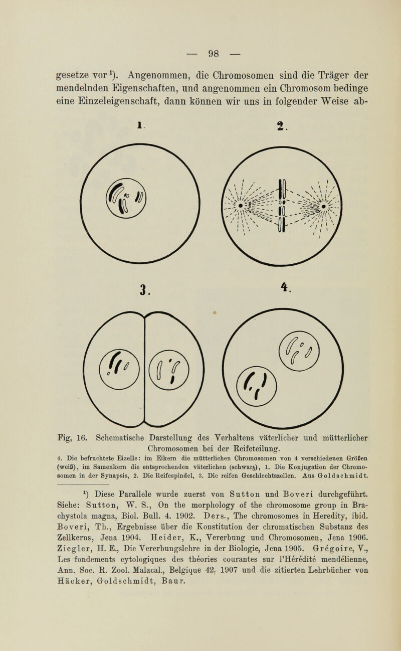 — 98 — gesetze vor ^). Angenommen, die Chromosomen sind die Träger der mendelnden Eigenschaften, und angenommen ein Chromosom bedinge eine Einzeleigenschaft, dann können wir uns in folgender Weise ab- 1 2. 4. Die befruchtete Eizelle: im Eikern die mütterlichen Chromosomen von 4 verschiedenen Größen (weiß), im Samenkem die entsprechenden väterlichen (schwarj), 1. Die Konjugation der Chromo¬ somen in der Synapsis, 2. Die Eeifespindel, 3. Die reifen Geschlechtszellen. Aus Goldschmidt. Diese Parallele wurde zuerst von Sutton und Во veri durchgeführt. Siehe: Sutton, W. S., On the morphology of the chromosome group in Bra- chystola magna, Biol. Bull. 4. 1902. Ders., The chromosomes in Heredity, ibid. Boveri, Th., Ergebnisse über die Konstitution der chromatischen Substanz des Zellkerns, Jena 1904. Heider, K., Vererbung und Chromosomen, Jena 1906. Ziegler, H. E., Die Vererbungslehre in der Biologie, Jena 1905. Glregoire, V., Les fondements cytologiques des théories courantes sur l'Hérédité mendélienne, Ann. Soc. R. Zool. Malacal., Belgique 42. 1907 und die zitierten Lehrbücher von Hacker, Groldschmidt, Baur.