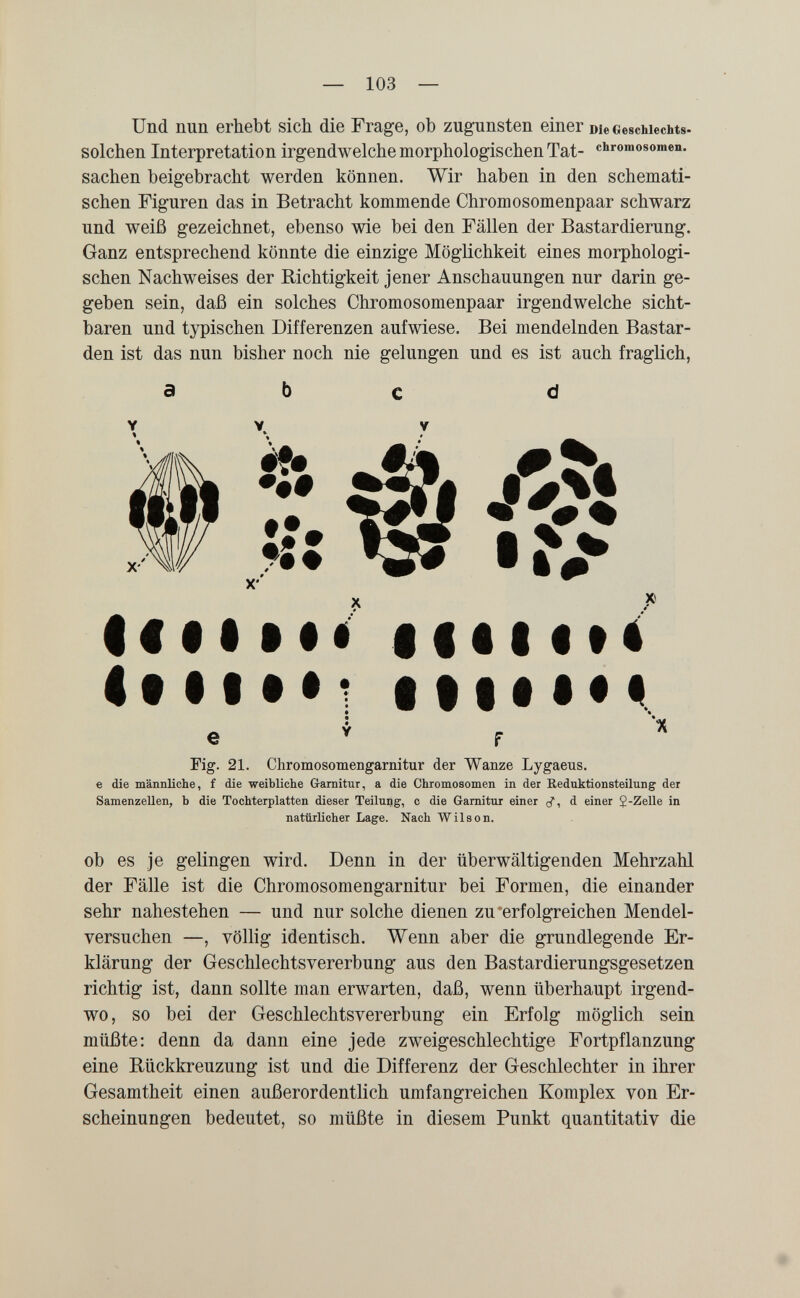 — 103 — Und nun erhebt sich die Frage, ob zugunsten einer Die Geschlechts- solchen Interpretation irgendwelche morphologischen Tat- Chromosomen, sachen beigebracht werden können. Wir haben in den schemati¬ schen Figuren das in Betracht kommende Chromosomenpaar schwarz und weiß gezeichnet, ebenso wie bei den Fällen der Bastardierung. Ganz entsprechend könnte die einzige Möglichkeit eines morphologi¬ schen Nachweises der Richtigkeit jener Anschauungen nur darin ge¬ geben sein, daß ein solches Chromosomenpaar irgendwelche sicht¬ baren und typischen Differenzen aufwiese. Bei mendelnden Bastar¬ den ist das nun bisher noch nie gelungen und es ist auch fraglich, abc d Y V. y 'iS» I x' X <«•1 •«« iiti«»< e F ^ Fig. 21. Chromosomengarnitur der Wanze Lygaeus. e die männliche, f die weibliche Garnitur, a die Chromosomen in der Reduktionsteilung der Samenzellen, b die Tochterplatten dieser Teilung, с die Garnitur einer (f, d einer J-Zelle in natürlicher Lage. Nach Wilson. ob es je gelingen wird. Denn in der überwältigenden Mehrzahl der Fälle ist die Chromosomengarnitur bei Formen, die einander sehr nahestehen — und nur solche dienen zu'erfolgreichen Mendel- versuchen —, völlig identisch. Wenn aber die grundlegende Er¬ klärung der Geschlechts Vererbung aus den Bastardierungsgesetzen richtig ist, dann sollte man erwarten, daß, wenn überhaupt irgend¬ wo , so bei der Geschlechtsvererbung ein Erfolg möglich sein müßte: denn da dann eine jede zweigeschlechtige Fortpflanzung eine Rückkreuzung ist und die Differenz der Geschlechter in ihrer Gesamtheit einen außerordentlich umfangreichen Komplex von Er¬ scheinungen bedeutet, so müßte in diesem Punkt quantitativ die