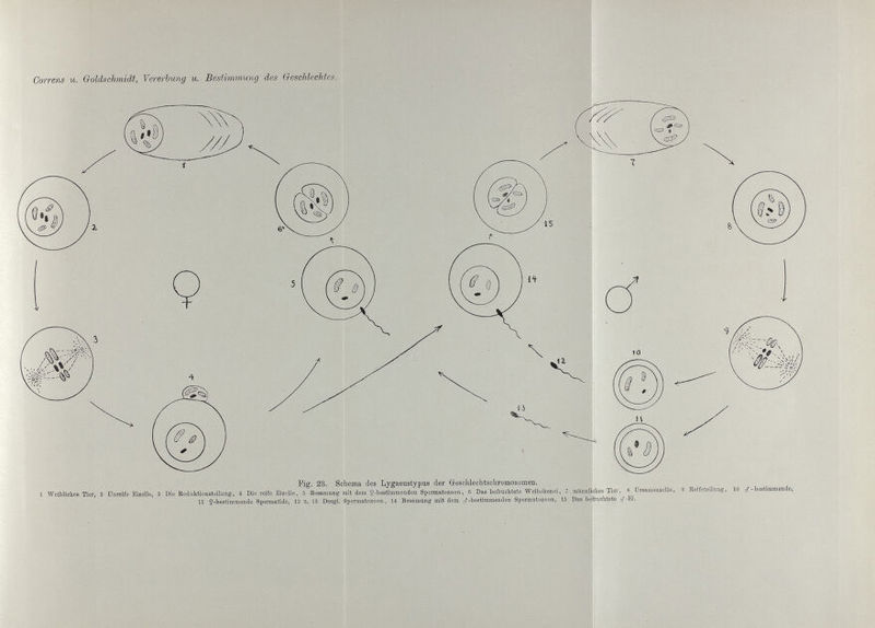 Gorrens и. Ooldsehmidt, Vererbung и. Bestimmung des Geschlechtes. Fig. 23. Schema des Lygaeustypus der Gesclilechtscbromosomen. 1 Weibliches Tier, 2 Unreife Eizelle, 3 Die Reduktionsteilung, 4 Die reife Eizelle, 5 BeaamuDg mit dem ^-bestimmenden Spermatozoon, б Das befruchtete Weibchenei, 7 männliehes Tier, 8 TJrsamenzelle, 9 Reifeteilimg, 10 cf-bestimmende, 11 ^-bestimmende Spennatido, 12 u. 13 Desgl. Spermatozoon, 14 Besamung mit dem <3^-bestimmenden Spermatozoon, 15 Das befruchtete o'-®-