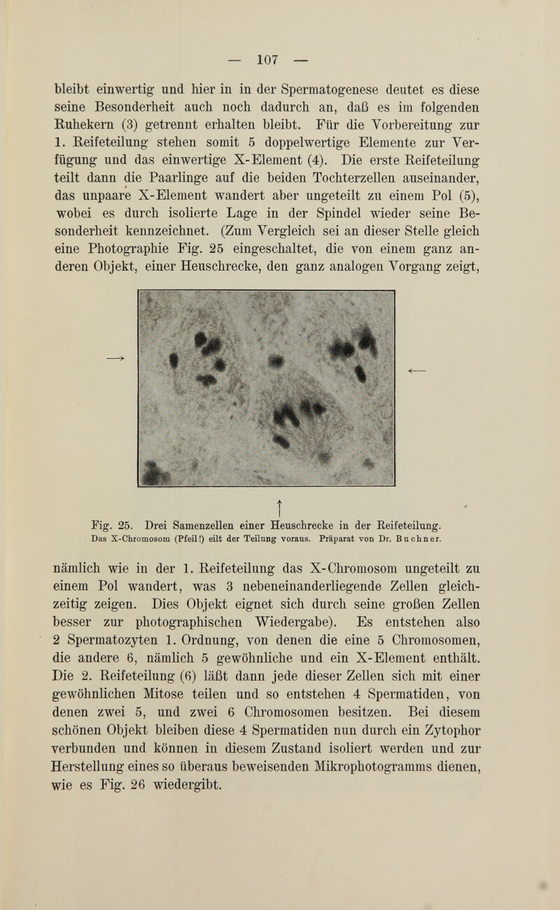 — 107 — bleibt einwertig und hier in in der Spermatogenese deutet es diese seine Besonderheit auch noch dadurch an, daß es im folgenden Ruhekern (3) getrennt erhalten bleibt. Für die Vorbereitung zur 1. Reifeteilung stehen somit 5 doppelwertige Elemente zur Ver¬ fügung und das einwertige X-Element (4). Die erste Reifeteilung teilt dann die Paarlinge auf die beiden Tochterzellen auseinander, das unpaare X-Element wandert aber ungeteilt zu einem Pol (5), wobei es durch isolierte Lage in der Spindel wieder seine Be¬ sonderheit kennzeichnet. (Zum Vergleich sei an dieser Stelle gleich eine Photographie Fig. 25 eingeschaltet, die von einem ganz an¬ deren Objekt, einer Heuschrecke, den ganz analogen Vorgang zeigt, Î rig. 25. Drei Samenzellen einer Heuschrecke in der Reifeteilung. Das X-Chromosom (Pfeil!) eilt der Teilung voraus. Präparat von Dr. В u ebner. nämlich wie in der 1. Reifeteilung das X-Chromosom ungeteilt zu einem Pol wandert, was 3 nebeneinanderliegende Zellen gleich¬ zeitig zeigen. Dies Objekt eignet sich durch seine großen Zellen besser zur photographischen Wiedergabe). Es entstehen also 2 Spermatozyten 1. Ordnung, von denen die eine 5 Chromosomen, die andere 6, nämlich 5 gewöhnliche und ein X-Element enthält. Die 2. Reifeteilung (6) läßt dann jede dieser Zellen sich mit einer gewöhnlichen Mitose teilen und so entstehen 4 Spermatiden, von denen zwei 5, und zwei 6 Chromosomen besitzen. Bei diesem schönen Objekt bleiben diese 4 Spermatiden nun durch ein Zytophor verbunden und können in diesem Zustand isoliert werden und zur Herstellung eines so überaus beweisenden Mikrophotogramms dienen, wie es Fig. 26 wiedergibt.