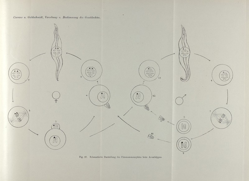 Correns и. Qoldschmidt, Vererbung и. Bestimmung des Geschlechtes. ]?ig. 27. Schematische Darstellung des Ohromosomenzyklus heim Ascaristypus.