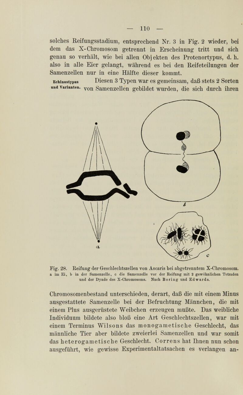 — 110 — solches Reifungsstadium, entsprechend Nr. 3 in Fig. 2 wieder, bei dem das X-Chromosom getrennt in Erscheinung tritt und sich genau so verhält, wie bei allen Obj ekten des Protenortypus, d. h. also in alle Eier gelangt, während es bei den Reifeteilungen der Samenzellen nur in eine Hälfte dieser kommt. Echinastypns Diesen 3 Typen war es gemeinsam, daß stets 2 Sorten nnd Tarianten. у0д Samenzellen gebildet wurden, die sich durch ihren Fig. 28. Reifung der Geschlechtszellen von Ascaris hei abgetrenntem X-Chromosom, a im Ei, b in der Samenzelle, с die Samenzelle vor der Reifung mit 2 gewöhnliehen Tetraden und der Dyade des X-Chromosoms. Nach Boring und Edwards. Chromosomenbestand unterschieden, derart, daß die mit einem Minus ausgestattete Samenzelle bei der Befruchtung Männchen, die mit einem Plus ausgerüstete Weibchen erzeugen mußte. Das weibliche Individuum bildete also bloß eine Art Geschlechtszellen, war mit einem Terminus Wilsons das monogametische Geschlecht, das männliche Tier aber bildete zweierlei Samenzellen und war somit das heterogametische Geschlecht. Correns hat Hinen nun schon ausgeführt, wie gewisse Experimentaltatsachen es verlangen an-