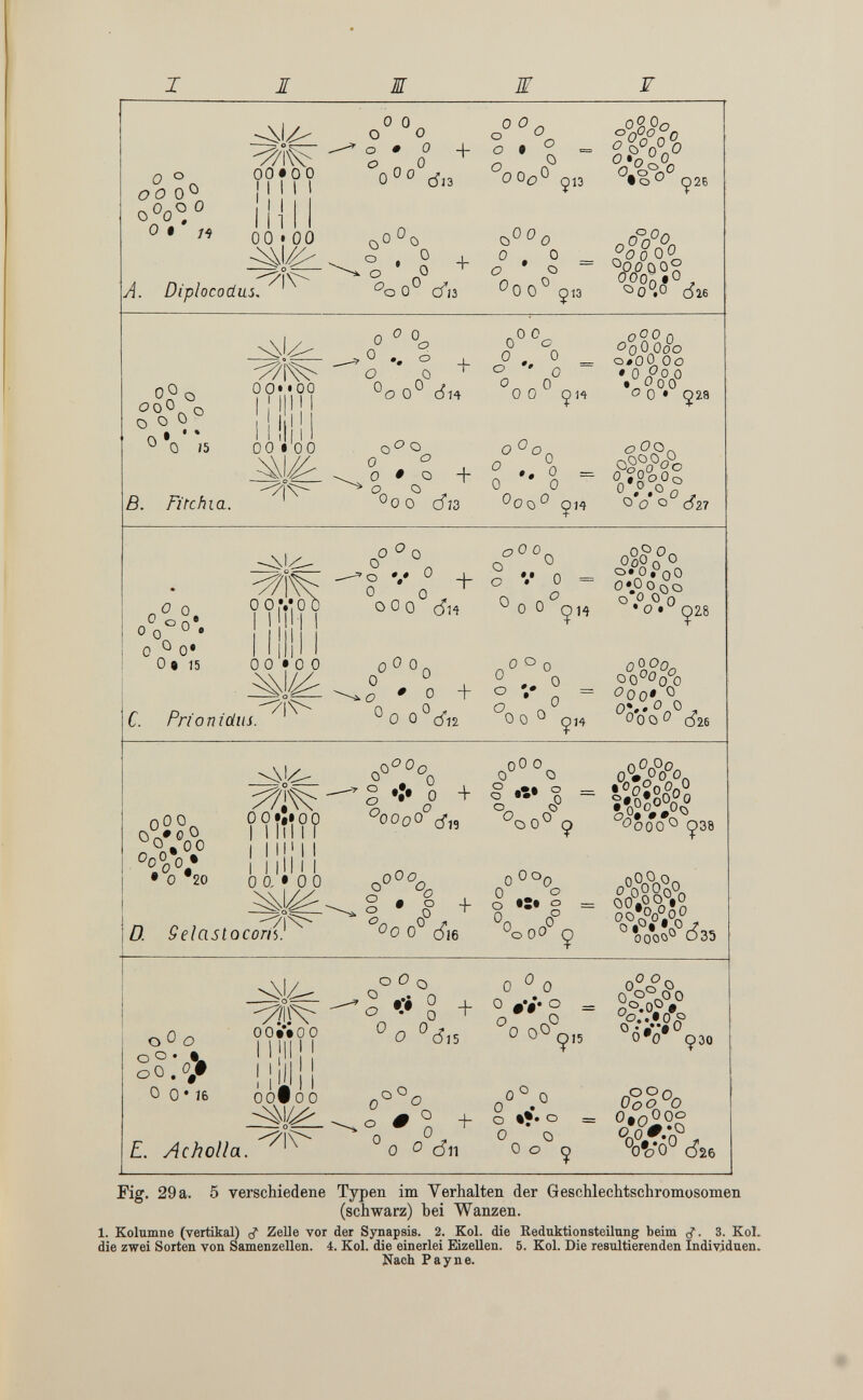 I I ж ш F A. Diplocodus. ^oq'^ cfii ^ °o oo 0^ 0^0 0 • M ooeoo 0 0^ о о о • о о „ о с^,з о о + о о ООо о о 913 00 • 00 0^0 о о + Ç13 ооо Яг.о^ '^0.0 1^26 о о 0^ о о о о А * * *^0/5 ß. Fïtchia. 00« «00 , о о о Ô + 0^ ¿14 00 • 00 о ^ 0*0 о_ о л^О о о о о . о _ а '' G ~ о о 0 0 ÇH о + о о о с^гз о о = о ^оо^ ÇH о о о 5 о л <^о(^гРоо о#00 Оо • _ 9,0 о í' о • Ç28 Äif° ООО 027 0^.0. о о о о i о • 15 ^ì\ о о ,v о о °0\ о п* ^0°0 ' о о ' о ООО о + > V о о о о'' ÇH O^Oçfo 0*0,^^0 о 0*0 о оо о 0^0 о с. Prioniäus о о • о о 71^ qOOo о о о Gq о _L ^ о ' о + о , ^ ^00 ^¿п *^00^ Çi4 Ç28 Ä» ООО» ^Ò'ooO ¿-26 оОО^ Оо%0* • о 20 -^'ф- fiWÎ? 0° °°о g •;• + °00о0 ¿„ о ò;* о о а Selastocoríi}^ о о о. § • §> <^0 0^* <Sw + о л* % « о *^^0 о et« о 4oo°°ç öooo'^ Ç38 O°o°o°0o0 QO.OO »0 o°oЧ°o^ °0 0OO® <^35 о 0 о о ° • .»ж о0,0^ф о о • 16 ооЛоо о о о .. 'о •:• о о ° + о ^ о ^ âi5 0^0 о о 00° ^15 °Ч0О°,° Оде» о о о 930 Е. Â с hol! а. I i А- / I oof 00 о о # о о d'il + о ••• о о о о о ( ОоО ®0 ОфпООо ^ño^-n' °oVo° С526 Fig. 29 а. 5 verschiedene Typen im Verhalten der Geschlechtschromosomen (schwarz) hei Wanzen. 1. Kolumne (vertikal) ZeUe vor der Synapsis. 2. Kol. die Reduktionsteilung beim 3. Kol. die zwei Sorten von Samenzellen. 4. Kol. die einerlei Eizellen. 5. Kol. Die resultierenden Individuen. Nach Payne.