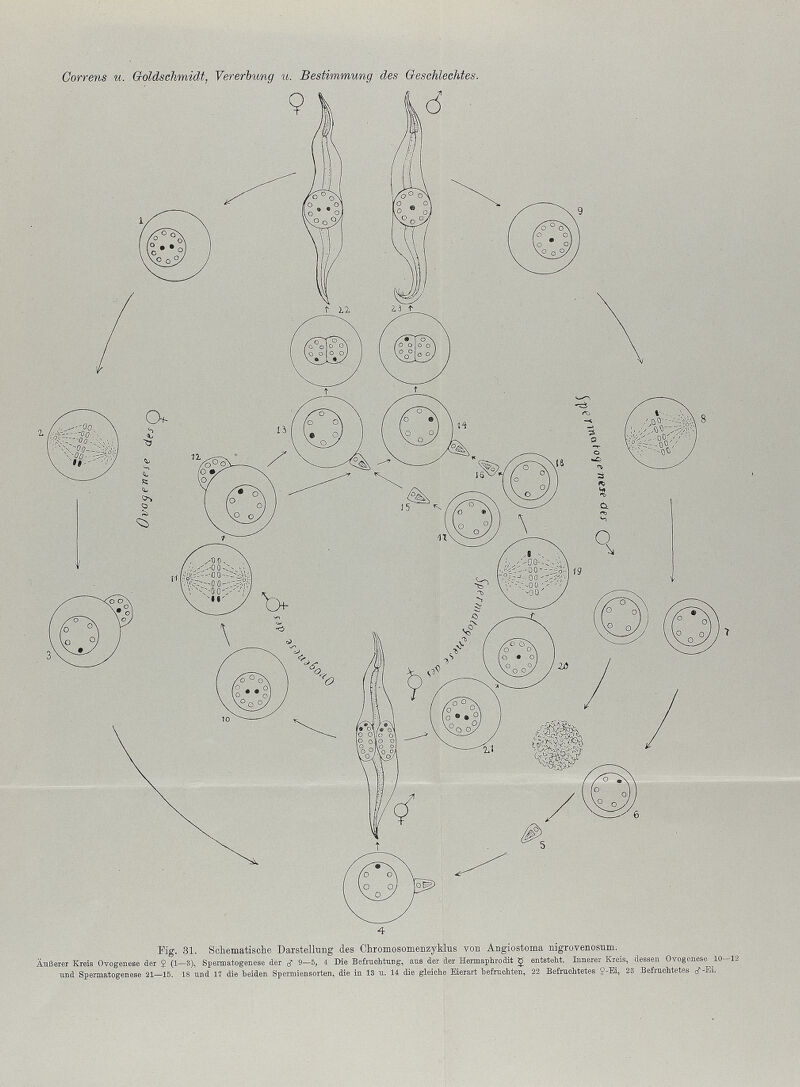 Correns и. GoMschmidt, Vererbung и. Bestimmung des Geschlechtes. Äußerer Kreis und F]g. 31. Schematiscbe Darstellung des Chromosomenzyblus von Angiostoma nigrovenosum. tr 8-5' 4 Ие Betraohtmg, aus der der Hennaphiodit Ç entsteht. Innerer Kreis, dessen Ovogenese 10-12 81-15. 18 und lY die beiden Spermiensorten, die in 13 u. U die gleiche Eierart befraohten, 22 Befraehtetes Ï-И, 23 Befraohtet« rf-Ei.