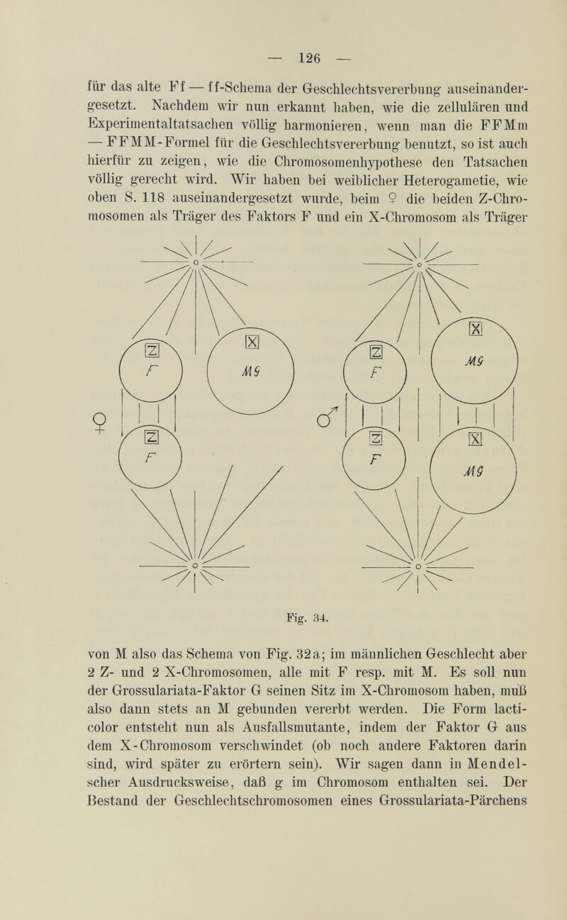 — 126 — für das alte Ff — ff-Schema der Geschlechtsvererbung' auseinander¬ gesetzt. Nachdem wir nun erkannt haben, wie die zellulären und Experimentaltatsachen völlig harmonieren, wenn man die FFMm — F F MM-Formel für die Geschlechts Vererbung benutzt, so ist auch hierfür zu zeigen, wie die Chromosomenhypothese den Tatsachen völlig gerecht wird. Wir haben bei weiblicher Heterogametie, wie oben S. 118 auseinandergesetzt wurde, beim 9 die beiden Z-Chro- mosomen als Träger des Faktors F und ein X-Chromosom als Träger 9 Fig. 34. von M also das Schema von Fig. 32a; im männlichen Geschlecht aber 2 Z- und 2 X-Chromosomen, alle mit F resp. mit M. Es soll nun der Grossulariata-Faktor G seinen Sitz im X-Chromosom haben, muß also dann stets an M gebunden vererbt werden. Die Form lacti- color entsteht nun als Ausfallsmutante, indem der Faktor G aus dem X-Chromosom verschwindet (ob noch andere Faktoren darin sind, wird später zu erörtern sein). Wir sagen dann in Mendel- scher Ausdrucksweise, daß g im Chromosom enthalten sei. Der Bestand der Geschlechtschromosomen eines Grossulariata-Pärchens