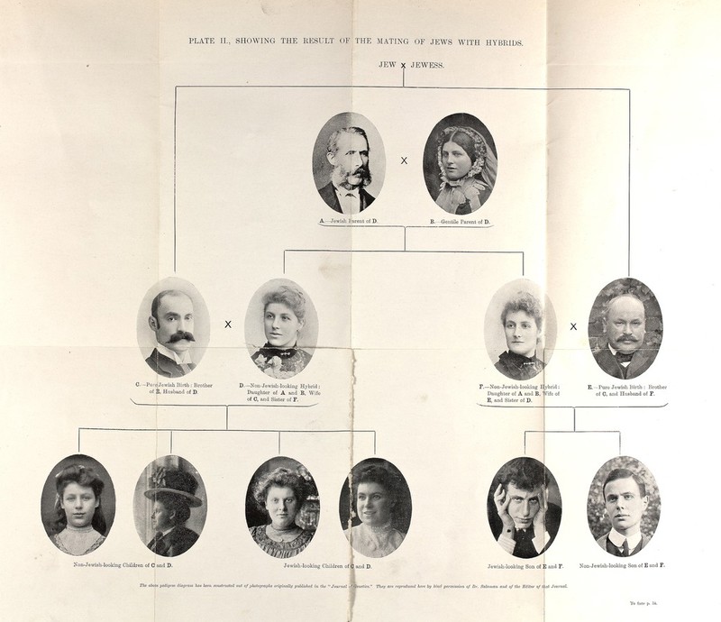 PLATE П., SHOWING THE EESULT OF:THE MATING OF JEWS WITH HYBKIDS. JEW X JEWESS. X A.—Jewish Parent of D. B.—Gentile Parent of D. X 0.—Purd Jewish Birth ; Brother of E, Husband of D. 4_ D.—Non-Jewish-IookÌBg Hybrid; Daughter of A and B, Wife of 0, and Sister of F. *.-»4 F.—Non-Jewish-looking E у Daughter of A and B, E, and Sister of D. E. —Pure Jewish Birth : Brother of 0, and Husband of F. Non-Jewish-looking Children of 0 and D. Jewish-looking Children of.® and D. Jewish-looking Son of È and F. The abovs pedigree diagram has ooiwiiwieti out of pjiotographs originally published in the  Journal i^^eiietics. They arc reprodticed hare by kind pariniseion nf Dr. Salaman and of the Editor of t at Journal. Non-Jewish-looking Son of E and F. To face p. Ò4.