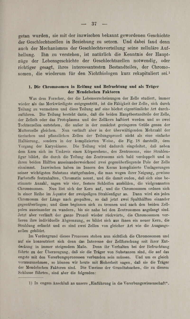 — 37 — getan wurden, sie mit der inzwischen bekannt gewordenen Geschichte der Geschlechtszellen in Beziehung zu setzen. Und dabei fand denn auch der Mechanismus der Geschlechtsverteilung seine zelluläre Auf¬ hellung. Ihn zu verstehen, ist natürlich die Kenntnis der Haupt¬ züge der Lebensgeschichte der Geschlechtszellen notwendig, oder richtiger gesagt, ihres interessantesten Bestandteiles, der Chromo¬ somen, die wiederum für den Mchtbiologen kurz rekapituliert sei.i 1. Die Chromosomen in Reifang und Befruchtung und als Träger der Mendelschen Faktoren Was dem Forscher, der die Lebenserscheinungen der Zelle studiert, immer wieder als das Merkwürdigste entgegentritt, ist die Fähigkeit der Zelle, sich durch Teihing zu vermehren und diese Teilung auf eine höchst eigentümliche Art durch¬ zuführen. Die Teilung besteht darin, daß die beiden Hauptbestandteile der Zelle, der Zelleib oder das Protoplasma und der Zellkern halbiert werden und so zwei Tochterzellen entstehen, die außer in der zunächst geringeren Größe genau der Mutterzelle gleichen. Nun verL4uft aber in der überwältigenden Mehrzahl der tierischen und pflanzlichen Zellen der Teilungsprozeß nicht als eine einfache Halbierung, sondern in der komplizierten ЛVeise, die Fig. 18 dai'stellt, dem \''organg der Karyokinese. Die Teilung wird dadurch eingeleitet, daß neben dem Kérn sich im Umkreis eines Körperchens, des Zentrosoms, eine Strahlen¬ figur bildet, die durch die Teilung des Zentrosoms sich bald verdoppelt und in ihren beiden Hälften auseinanderweichend zwei gegenüberliegende Pole der Zelle einnimmt. Inzwischen haben im Innern des Kerns komplizierte Umlagerungen seiner wichtigsten Substanz stattgefunden, die man wegen ihrer Neigung, gewisse Farbstoffe festzuhalten, Chromatin nennt, und die damit enden, daß sich eine be¬ stimmte Anzahl, sagen wir vier, festere Schleifen ausbilden, die vielgenannten Chromosomen. Nun löst sich der Kern auf, und die Chromosomen ordnen sich in einer Eeihe im Äquator der zweipoligen Strahienfigur an. Dann wird ein jedes Chromosom der Länge nach gespalten, so daß jetzt zwei Spalthälften einander gegenüberliegen; und diese beginnen sich zu trennen und nach den beiden Zell¬ polen auseinander zu wandern, bis sie nahe bei den Zentrosomen angelangt sind. Jetzt aber verläuft der ganze Prozeß wieder rückwärts, die Chromosomen ver¬ lieren ihre individuelle Abgrenzung, es bildet sich aus ihnen ein neuer Kern, die Strahlung erlischt und es sind zwei Zellen von gleicher Art wie die Ausgangs¬ zellen gebildet. Im Vordergrund dieses Prozesses stehen nun sichtlich die Chromosomen und auf sie konzentriert sich denn das Interesse der Zellforschung seit ihrer Ent¬ deckung in immer steigendem Maße. Denn ihr Verhalten bei der Befruchtung führte zu der Überzeugung, daß sie die Träger von Substanzen sind, die auf das engste mit den Vererbungsprozessen verbunden sein müssen. Und um es gleich vorauszunehmen, so können wir heute mit Sicherheit sagen, daß sie die Träger der Mendelschen Faktoren sind. Die Umrisse der Grundtatsachen, die zu diesem Schlüsse führten, sind aber die folgenden: 1) In engem Anschluß an unsere „Einführung in die Verer bungs Wissenschaft.