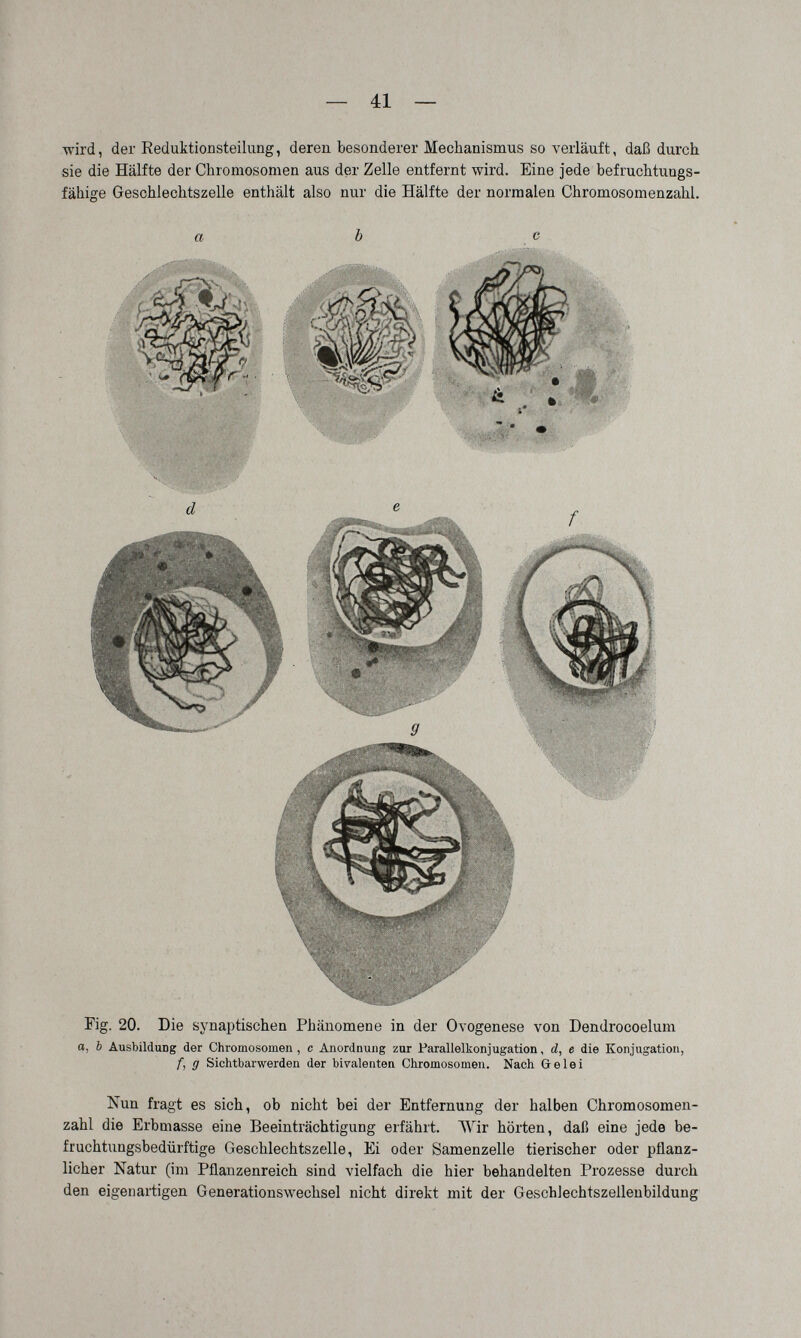 — 41 — wird, der Reduktionsteilung, deren besonderer Mechanismus so verläuft, daß durch sie die Hälfte der Chromosomen aus der Zelle entfernt wird. Eine jede befruchtuugs- fähige Geschlechtszelle enthält also nur die Hälfte der normalen Chromosomenzahl. a Ъ с Fig. 20. Die synaptischen Phänomene in der Ovogenese von Dendrocoelum a, Ь Ausbildung der Chromosomen, с Anordnung zur Parallelkonjugation, á, e die Konjugation, /■, g Sichtbarwerden der bivalenten Chromosomen. Nach Gelei Nun fragt es sich, ob nicht bei der Entfernung der halben Chromosomen¬ zahl die Erbmasse eine Beeinträchtigung erfährt. ЛМг hörten, daß eine jede be- fruchtiingsbedürftige Geschlechtszelle, Ei oder Samenzelle tierischer oder pflanz¬ licher Natur (im Pflanzenreich sind vielfach die hier behandelten Prozesse durch den eigenartigen Generationswechsel nicht direkt mit der Geschlechtszellenbildung