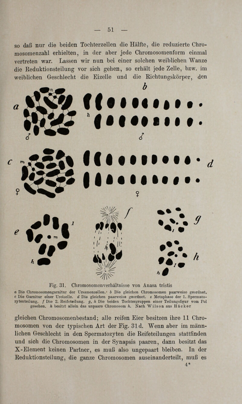 — 51 — so daß nur die beiden Tochterzellen die Hälfte, die reduzierte Chro¬ mosomenzahl erhielten, in der aber jede Chromosomenform einmal vertreten war. Lassen wir nun bei einer solchen weiblichen Wanze die Keduktionsteilung vor sich gehen, so erhält jede Zelle, bzw. im weiblichen Geschleckt die Eizelle und die Richtungskörper, den a 'âêiê$Ê$$ f ¿ С ^ о Г M 11 >1 l\ 1 w •A, h Fig. 31. Chromosomen Verhältnisse von Anasa tristis о Die Chromosomengarnitur der Ursamenzellen.* b Die gleichen Chromosomen paarweise geordnet, с Die Garnitur einer Ureizelle. d Die gleichen paarweise geordnet, e Metaphase der 1. Spermato- zytenteilung. f Die 2. Reifeteilung, g, h Die beiden Tochtergruppen einer Teilungsfigur vom Pol gesehen, h besitzt allein das unpaaro Chromosom Л. Nach Wilson aus Hacker gleichen Chromosomenbestand; alle reifen Eier besitzen ihre 11 Chro¬ mosomen von der typischen Art der Fig. 31 d. Wenn aber im männ¬ lichen Geschlecht in den Spermatozyten die Reifeteilungen stattfinden und sich die Chromosomen in der Synapsis paaren, dann besitzt das X-Element keinen Partner, es muß also ungepaart bleiben. In der Reduktionsteilung, die ganze Chromosomen auseinanderteilt, muß es