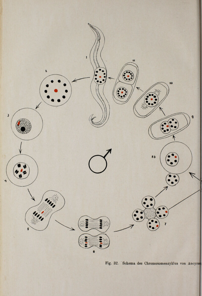 I Fig. 32. Schema des Chromosomenzyklua von Ancyraj