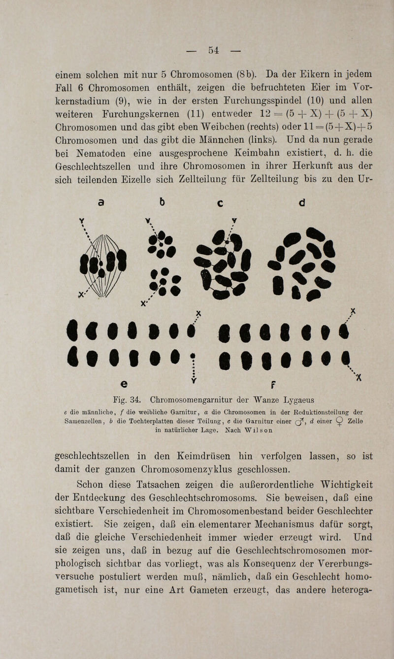 — 54 — einem solchen mit nur 5 Chromosomen (8 b). Da der Eikern in jedem Fall 6 Chromosomen enthält, zeigen die befruchteten Eier im Yor- kernstadium (9), wie in der ersten Furchungsspindel (10) und allen weiteren Farchungskernen (11) entлveder 12 = (5 + X) (o + X) Chromosomen und das gibt eben Weibchen (rechts) oder 11 = (5+X)+5 Chromosomen und das gibt die Männchen (links). Und da nun gerade bei Nematoden eine ausgesprochene Keimbahn existiert, d. h. die Geschlechtszellen und ihre Chromosomen in ihrer Herkunft aus der sich teilenden Eizelle sich Zellteilung für Zellteilung bis zu den Ur- a b с d I ^ ^ !€••i«i iiei lté e * F ■* Fig. 34. Chromosomengarnitur der Wanze Lygaeus e die männliche, /die weibliche Garnitur, a die Chromosomen in der Beduktionsteilung der Samenzellen, b die Tochterplatten dieser Teilung, с die Garnitur einer (^, d einer Ç Zelle in natürlicher Lage. Nach Wilson geschlechtszellen in den Keimdrüsen hin verfolgen lassen, so ist damit der ganzen Chromosomenzyklus geschlossen. Schon diese Tatsachen zeigen die außerordentliche Wichtigkeit der Entdeckung des Geschlechtschromosoms. Sie beweisen, daß eine sichtbare Verschiedenheit im Chromosomenbestand beider Geschlechter existiert. Sie zeigen, daß ein elementarer Mechanismus dafür sorgt, daß die gleiche Verschiedenheit immer wieder erzeugt wird. Und sie zeigen uns, daß in bezug auf die Geschlechtschromosomen mor¬ phologisch sichtbar das vorliegt, was als Konsequenz der Vererbungs¬ versuche postuliert werden muß, nämlich, daß ein Geschlecht homo- gametisch ist, nur eine Art Gameten erzeugt, das andere heteroga-