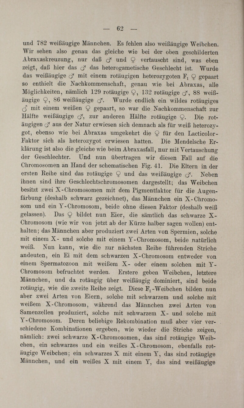 und 782 weißäugige Männchen. Es fehlen also weißäugige Weibchen. Wir sehen also genau das gleiche wie bei der oben geschilderten Abraxaskreuzung, nur daß cf und 9 vertauscht sind, was eben zeigt, daß hier das cf das heterogametische Geschlecht ist. Wurde das weißäugige cf nait einem rotäugigen heterozygoten Q gepaart so enthielt die Nachkommenschaft, genau wie bei Abraxas, alle Möglichkeiten, nämlich 129 rotäugige Ç, 132 rotäugige cf, 88 weiß¬ äugige 9: 8^ weißäugige cf. Wurde endlich ein wildes rotäugiges mit einem weißen 9 gepaart, so war die Nachkommenschaft zur Hälfte weißäugige o^, zur anderen Hälfte rotäugige 9» Die rot¬ äugigen rf aus der Natur erwiesen sich demnach als für weiß heterozy¬ got, ebenso wie bei Abraxas umgekehrt die 9 für den Lacticolor- Faktor sich als heterozygot erwiesen hatten. Die Mendelsche Er¬ klärung ist also die gleiche wie beim Abraxasfall, nur mit Yertauschung der Geschlechter. Und nun übertragen wir diesen Fall auf die Chromosomen an Hand der schematischen Fig. 41. Die Eltern in der ersten Eeihe sind das rotäugige 9 das weißäugige cf. Neben ihnen sind ihre Geschlechtschromosomen dargestellt; das Weibchen besitzt zwei X-Chromosomen mit dem Pigmentfaktor für die Augen¬ färbung (deshalb schwarz gezeichnet), das Männchen ein X-Chromo¬ som und ein T-Chromosom, beide ohne diesen Faktor (deshalb weiß gelassen). Das 9 bildet nun Eier, die sämtlich das schwarze X- Chromosom (wie wir von jetzt ab der Kürze halber sagen wollen) ent¬ halten; das Männchen aber produziert zwei Arten von Spermien, solche mit einem X- und solche mit einem Y-Chromosom, beide natürlich weiß. Nun kann, wie die zur nächsten Reihe führenden Striche andeuten, ein Ei mit dem schwarzen X-Chromosom entweder von einem Spermatozoon mit weißem X- oder einem solchen mit Y- Chromosom befruchtet werden. Erstere geben Weibchen, letztere Männchen, und da rotäugig über weißäugig dominiert, sind beide rotäugig, wie die zweite Reihe zeigt. Diese F^-Weibchen bilden nun aber zwei Arten von Eiern, solche mit schwarzem und solche mit weißem X-Chromosom, während das Männchen zwei Arten von Samenzellen produziert, solche mit schwarzem X- und solche mit Y-Chromosom. Deren beliebige Rekombination muß aber лаег ver¬ schiedene Kombinationen ergeben, wie wieder die Striche zeigen, nämlich: zwei schwarze X-Chromosomen, das sind rotäugige Weib¬ chen, ein schwarzes und ein weißes X-Chromosom, ebenfalls rot¬ äugige Weibchen; ein schwarzes X mit einem Y, das sind rotäugige Männchen, und ein weißes X mit einem Y, das sind weißäugige