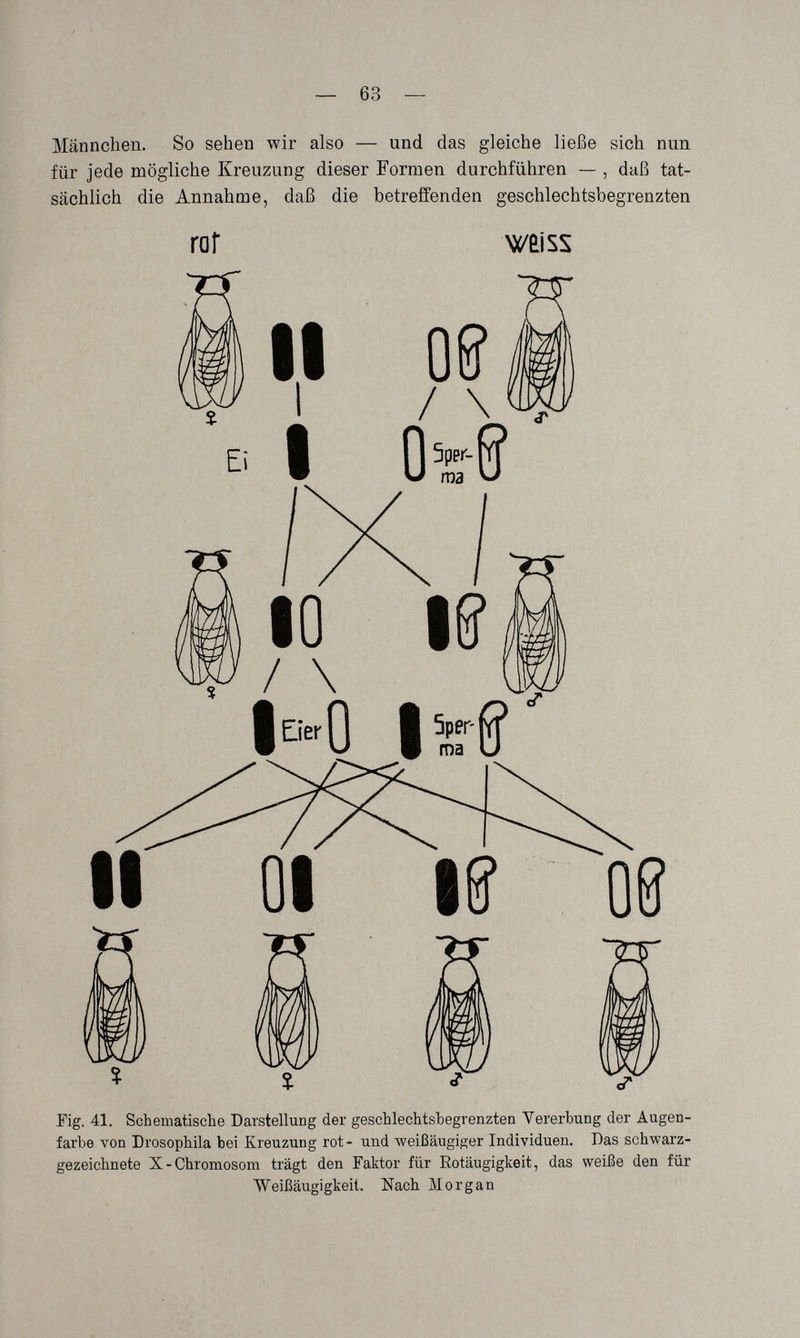 — 63 — Männchen. So sehen wir also — und das gleiche ließe sich nun für jede mögliche Kreuzung dieser Formen durchführen — , daß tat¬ sächlich die Annahme, daß die betreifenden geschlechtsbegrenzten rof Eig. 41. Schematische Darstellung der geschlechtsbegrenzten Vererbung der Augen¬ farbe von Drosophila bei Kreuzung rot- und weißäugiger Individuen. Das schwarz¬ gezeichnete X-Chromosom trägt den Faktor für Rotäugigkeit, das weiße den für Weißäugigkeit. Nach Morgan