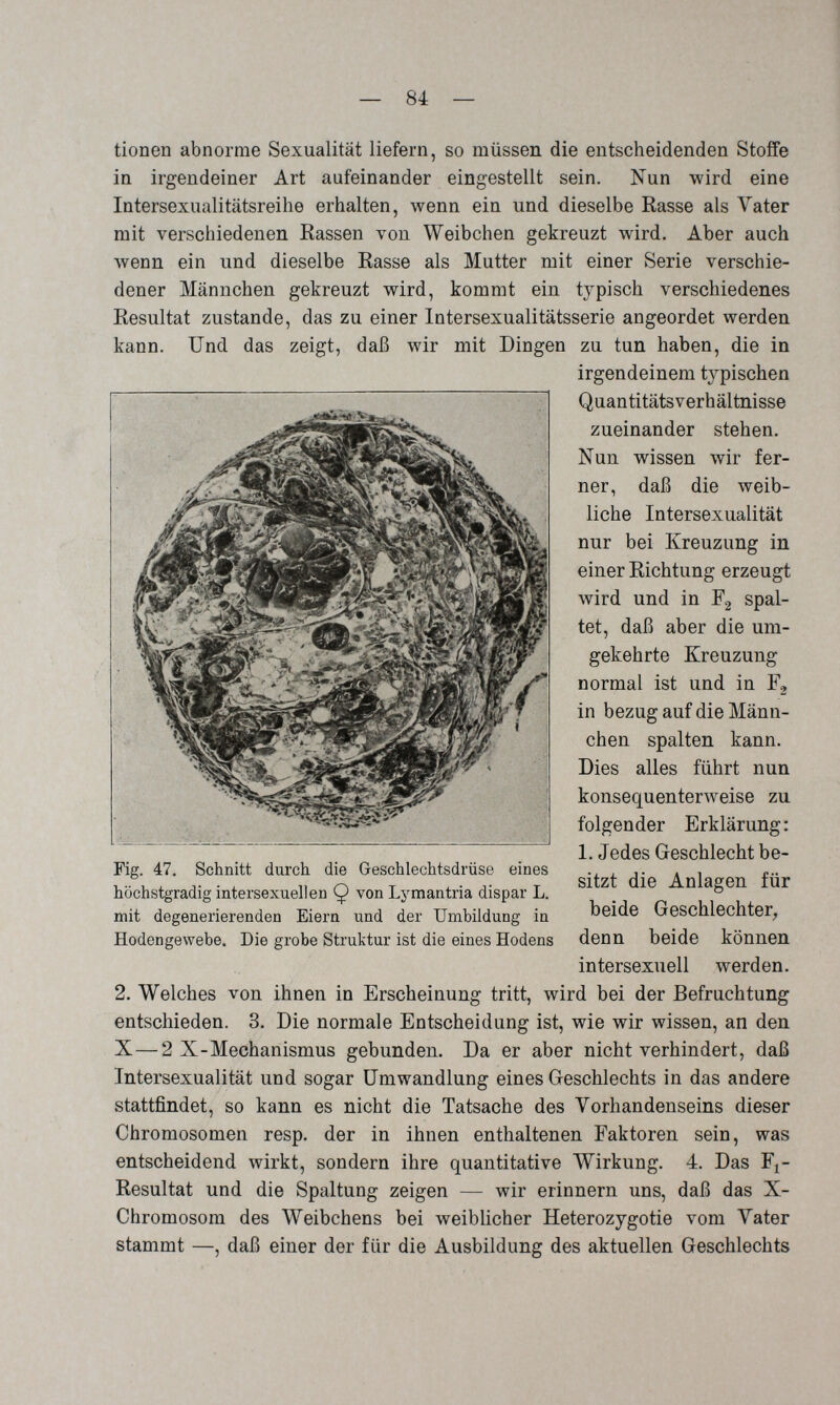— 84 — tionen abnorme Sexualität liefern, so müssen die entscheidenden Stoffe in irgendeiner Art aufeinander eingestellt sein. Nun wird eine Intersexualitätsreihe erhalten, wenn ein und dieselbe Rasse als Vater mit verschiedenen Rassen von Weibchen gekreuzt wird. Aber auch wenn ein und dieselbe Rasse als Mutter mit einer Serie verschie¬ dener Männchen gekreuzt wird, kommt ein typisch verschiedenes Resultat zustande, das zu einer Intersexualitätsserie angeordet werden kann. Und das zeigt, daß wir mit Dingen zu tun haben, die in irgendeinem typischen Quantitätsverhältnisse zueinander stehen. Nun wissen wir fer¬ ner, daß die weib¬ liche Intersexualität nur bei Kreuzung in einer Richtung erzeugt wird und in Fg spal¬ tet, daß aber die um¬ gekehrte Kreuzung normal ist und in F2 in bezug auf die Männ¬ chen spalten kann. Dies alles führt nun konsequenterweise zu folgen der Erklärung : 1. Jedes Geschlecht be¬ sitzt die Anlagen für beide Geschlechter^ denn beide können intersexuell werden. 2. Welches von ihnen in Erscheinung tritt, wird bei der Befruchtung entschieden. 3. Die normale Entscheidung ist, wie wir wissen, an den X—2 X-Mechanismus gebunden. Da er aber nicht verhindert, daß Intersexualität und sogar Umwandlung eines Geschlechts in das andere stattfindet, so kann es nicht die Tatsache des Vorhandenseins dieser Chromosomen resp. der in ihnen enthaltenen Faktoren sein, was entscheidend wirkt, sondern ihre quantitative Wirkung. 4, Das F^- Resultat und die Spaltung zeigen — wir erinnern uns, daß das X- Chromosom des Weibchens bei weiblicher Heterozygotie vom Vater stammt —, daß einer der für die Ausbildung des aktuellen Geschlechts Fig. 47. Schnitt durch, die Geschlechtsdrüse eines höchstgradig intersexuellen Q von Lymantria dispar L. mit degenerierenden Eiern und der Umbildung in Hodengewebe. Die grobe Struktur ist die eines Hodens