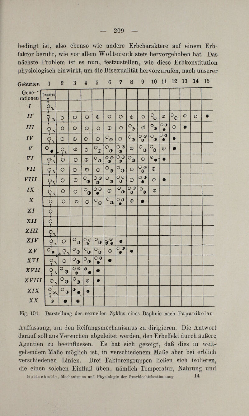 — 209 — bedingt ist, also ebenso wie andere Erbcharaktere auf einem Erb¬ faktor beruht, wie vor allem Woltereck stets hervorgehoben hat. Das nächste Problem ist es nun, festzustellen, wie diese Erbkonstitution physiologisch einwirkt, um die Bisexualität hervorzurufen, nach unserer Geburten 1 2 3 4 5 6 7 8 9 10 11 12 IS 14 16 Gene- * ratiooeD I ir III IV V VI VII VIII IX X XI XII XIII XIV XV XVI XIX XX Fig. 104. Darstellung des sexuellen Zyklus eines Daphnie nach Papanikolau Auffassung, um den Reifungsmechanismus zu dirigieren. Die Antwort darauf soll aus Versuchen abgeleitet werden, den Erbeffekt durch äußere Agentien zu beeinflussen. Es hat sich gezeigt, daß dies in weit¬ gehendem Maße möglich ist, in verschiedenem Maße aber bei erblich verschiedenen Linien. Drei Faktorengruppen ließen sich isolieren, die einen solchen Einfluß üben, nämlich Temperatur, Nahrung und Goldschmidt, Mechanismus und Physiologie der Geschlechtsbestimmung 14