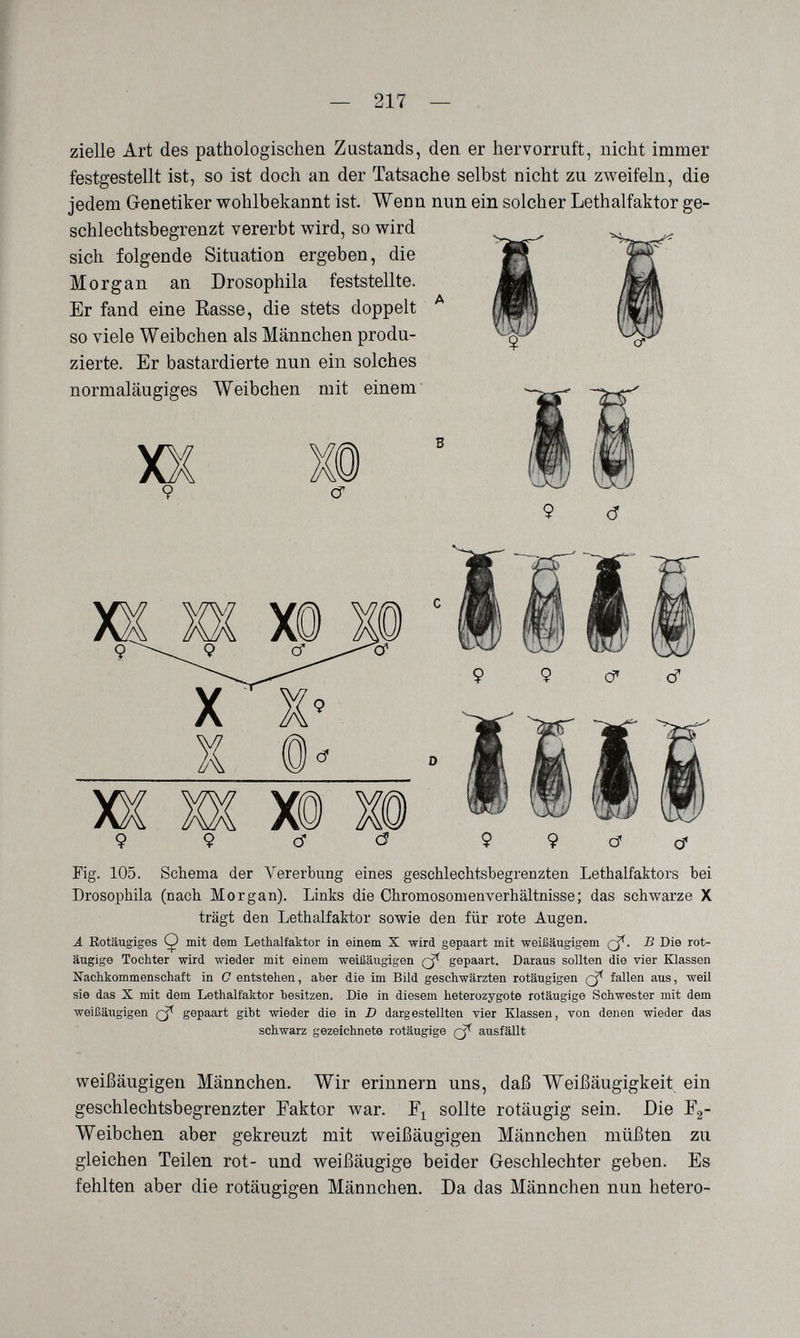 — 217 — zielle Art des pathologischen Zustands, den er hervorruft, nicht immer festgestellt ist, so ist doch an der Tatsache selbst nicht zu zweifeln, die jedem Genetiker wohlbekannt ist. Wenn nun ein solcher Lethalfaktor ge¬ schlechtsbegrenzt vererbt wird, so wird sich folgende Situation ergeben, die Morgan an Drosophila feststellte. Er fand eine Rasse, die stets doppelt ^ so viele Weibchen als Männchen produ¬ zierte. Er bastardierte nun ein solches normaläugiges Weibchen mit einem XX CT Ж 9 X( c5 cf C? (f Fig. 105. Schema der Vererbung eines geschleclitsbegrenzten Lethalfaktors bei Drosophila (nach Morgan). Links die Chromosomenverhältnisse; das schwarze X trägt den Lethalfaktor sowie den für rote Augen. Ä Rotäugiges Ç> mit dem Lethalfaktor in einem X wird gepaart mit weißaugigem В Die rot- äugige Tochter wird wieder mit einem weißäugigen gepaart. Daraus sollten die vier Klassen Nachkommenschaft in С entstehen, aber die im Bild geschwärzten rotäugigen fallen aus, weil sie das X mit dem Lethalfaktor besitzen. Die in diesem heterozygote rotäugige Schwester mit dem weißäugigen gepaart gibt wieder die in D dargestellten vier Klassen, von denen wieder das schwarz gezeichnete rotäugige ausfällt weißäugigen Männchen, Wir erinnern uns, daß Weißäugigkeit ein geschlechtsbegrenzter Eaktor war. sollte rotäugig sein. Die Fg- Weibchen aber gekreuzt mit weißäugigen Männchen müßten zu gleichen Teilen rot- und weißäugige beider Geschlechter geben. Es fehlten aber die rotäugigen Männchen. Da das Männchen nun hetero-