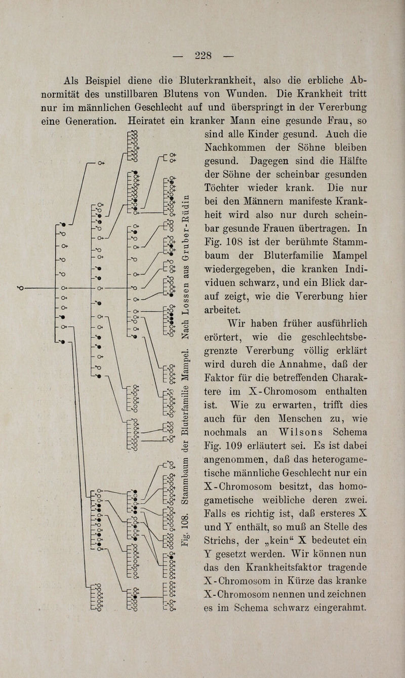 — 228 — Als Beispiel diene die Bluterkrankheit, also die erbliche Ab¬ normität des unstillbaren Blutens von Wunden. Die Krankheit tritt nur im männlichen Geschlecht auf und überspringt in der Vererbung eine Generation. Heiratet ein kranker Mann eine gesunde Frau, so sind alle Kinder gesund. Auch die Nachkommen der Söhne bleiben gesund. Dagegen sind die Hälfte der Söhne der scheinbar gesunden Töchter wieder krank. Die nur bei den Männern manifeste Krank¬ heit wird also nur durch schein¬ bar gesunde Erauen übertragen. In Fig. 108 ist der berühmte Stamm¬ baum der Bluterfamilie Mampel wiedergegeben, die kranken Indi¬ viduen schwarz, und ein Blick dar¬ auf zeigt, wie die Yererbung hier arbeitet. Wir haben früher ausführlich erörtert, wie die geschlechtsbe¬ grenzte Yererbung völlig erklärt wird durch die Annahme, daß der Faktor für die betreffenden Charak¬ tere im X-Chromosom enthalten ist. Wie zu erwarten, trifft dies auch für den Menschen zu, wie nochmals an Wilsons Schema Fig. 109 erläutert sei. Es ist dabei angenommen, daß das heterogame- tische männliche Geschlecht nur ein X-Chromosom besitzt, das homo- gametische weibliche deren zwei. Falls es richtig ist, daß ersteres X und Y enthält, so muß an Stelle des Strichs, der „kein X bedeutet ein Y gesetzt werden. Wir können nun das den Krankheitsfaktor tragende X-Chromoyom in Kürze das kranke X-Chromosom nennen und zeichnen es im Schema schwarz eingerahmt.