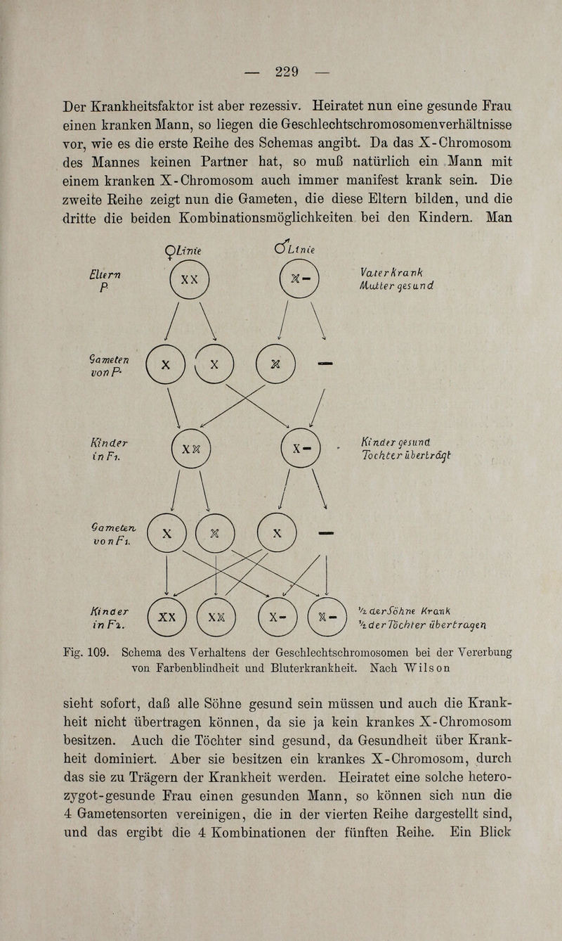 — 229 — Der Krankheitsfaktor ist aber rezessiv. Heiratet nun eine gesunde Frau einen kranken Mann, so liegen die Geschlechtschromosomenverhältnisse vor, wie es die erste Reihe des Schemas angibt. Da das X-Chromosom des Mannes keinen Partner hat, so muß natürlich ein Mann mit einem kranken X-Chromosom auch immer manifest krank sein. Die zweite Reihe zeigt nun die Gameten, die diese Eltern bilden, und die dritte die beiden Kombinationsmöglichkeiten bei den Kindern. Man Ellern P Vater Rravk Mutter <j&sand Çameten vonP- (7ж\ in Fl. \ J »• V 'ZT 0 Q in F% Kinder gesund Tochter überbrái^t '^icLerSö/ine Kr an К \dtrTôchter übertrafen Fig. 109. Schema des Verhaltens der Geschlechtschromosomen bei der Vererbung von Farbenblindheit und Bluterkrankheit. Nach Wilson sieht sofort, daß alle Söhne gesund sein müssen und auch die Krank¬ heit nicht übertragen können, da sie ja kein krankes X-Chromosom besitzen. Auch die Töchter sind gesund, da Gesundheit über Krank¬ heit dominiert. Aber sie besitzen ein krankes X-Chromosom, durch das sie zu Trägern der Krankheit werden. Heiratet eine solche hetero¬ zygot-gesunde Erau einen gesunden Mann, so können sich nun die 4 Gametensorten vereinigen, die in der vierten Reihe dargestellt sind, und das ergibt die 4 Kombinationen der fünften Reihe. Ein Blick