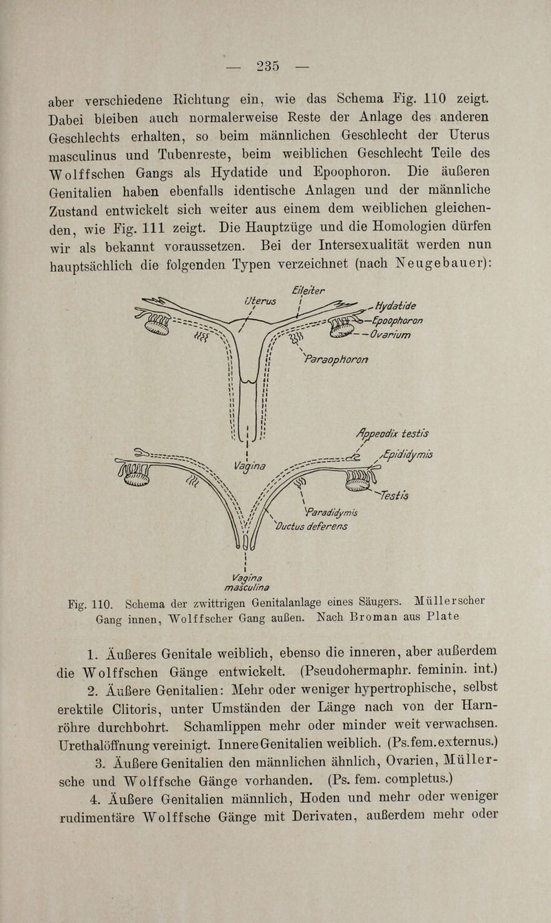 — 235 — aber verschiedene Richtung ein, wie das Schema Fig. 110 zeigt. Dabei bleiben auch normalerweise Reste der Anlage des anderen Geschlechts erhalten, so beim männlichen Greschlecht der Uterus masculinus und Tubenreste, beim weiblichen Geschlecht Teile des Wölfischen Gangs als Hydatide und Epoophoron. Die äußeren Genitalien haben ebenfalls identische Anlagen und der männliche Zustand entwickelt sich Aveiter aus einem dem weiblichen gleichen¬ den, wie Fig. III zeigt. Die Hauptzüge und die Homologien dürfen wir als bekannt voraussetzen. Bei der Intersexualität werden nun hauptsächlich die folgenden Typen verzeichnet (nach Neugebauer): Fig. 110. Schema der zwittrigen Genitalanlage eines Säugers. Müll er scher Gang innen, Wolff scher Gang außen. Nach Broman aus Plate 1. Äußeres Genitale weiblich, ebenso die inneren, aber außerdem die Wolffschen Gänge entwickelt. (Pseudohermaphr. feminin, int.) 2. Äußere Genitalien: Mehr oder weniger hypertrophische, selbst erektile Clitoris, unter Umständen der Länge nach von der Harn¬ röhre durchbohrt. Schamlippen mehr oder minder weit verwachsen. Urethalöffnung vereinigt. Innere Genitalien weiblich. (Ps.fem.externus.) 3. Äußere Genitalien den männlichen ähnlich, Ovarien, Müller- sche und Wo Iff sehe Gänge vorhanden. (Ps. fem. completus.) 4. Äußere Genitalien männlich, Hoden und mehr oder weniger rudimentäre Wolffsche Gänge mit Derivaten, außerdem mehr oder £ilfiiier Vagina masculina
