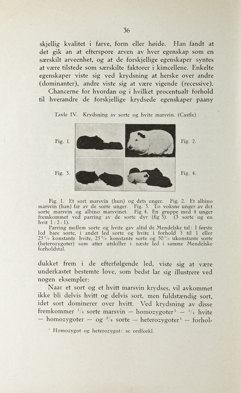 36 skjellig kvalitet i farve, form eller beide. Han fandt at det gik an at efterspore arven av hver egenskap som en saerskilt arveenhet, og at de forskj ellige egenskaper syntes at vaere tilstede som saerskilte faktorer i kimcellene. Enkelte egenskaper viste sig ved krydsning at herske over andre (dominanter), andre viste sig at vaere vigende (recessive). Chánceme for hvordan og i hvilket procentualt forhold til hverandre de forskj ellige krydsede egenskaper paany Tavle IV. Krydsning av sorte og hvite marsvin. (Castle) Fig. 1. Et sort marsvin (hun) og dets unger. Fig. 2. Et albino marsvin (han) far av de sorte unger. Fig. 3. To voksne unger av det sorte marsvin og albino marsvinet. Fig 4. En gruppe med 4 unger fremkommet ved parring av de sorte dyr (fig 3). (3 sorte og en hvit 1:2:1). Parring mellem sorte og hvite gav altid de Mendelske tal : I forste led bare sorte, i andet led sorte og hvite i forhold 3 til 1 eller 25% konstante hvite, 25°/o konstante sorte og 50% ukonstante sorte (heterozygoter) som atter utskiller i naeste led i samme Mendelske forholdstal. dukket frem i de efterfolgende led, viste sig at vaere underkastet bestemte love, som bedst lar sig illustrere ved nogen eksempler; Naar et sort og et hvitt marsvin krydses, vil avkommet ikke bli delvis hvitt og delvis sort, men fuldstaendig sort, idet sort dominerer over hvitt. Ved krydsning av disse fremkommer V4 sorte marsvin — homozygoter^ — V4 hvite — homozygoter — og V4 sorte — heterozygoter^ — forhob ' Homozygot og heterozygot: se ordforkl.