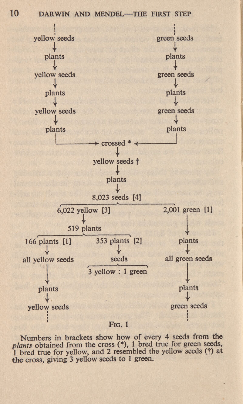 10 DARWIN AND MENDEL—THE FIRST STEP yellow seeds i plants i yellow seeds I plants yellow seeds I plants green seeds i plants I green seeds i plants green seeds I plants У' crossed * <- yellow seeds f I plants I 8,023 seeds [4] 6,022 yellow [3] 519 plants 166 plants [1] I all yellow seeds plants i yellow seeds 353 plants [2] I seeds I * \ 3 yellow : 1 green 2,001 green [1] plants I all green seeds plants I green seeds Fig. 1 Numbers in brackets show how of every 4 seeds from the plants obtained from the cross (♦), 1 bred true for green seeds, 1 bred true for yellow, and 2 resembled the yellow seeds (f) at the cross, giving 3 yellow seeds to 1 green.