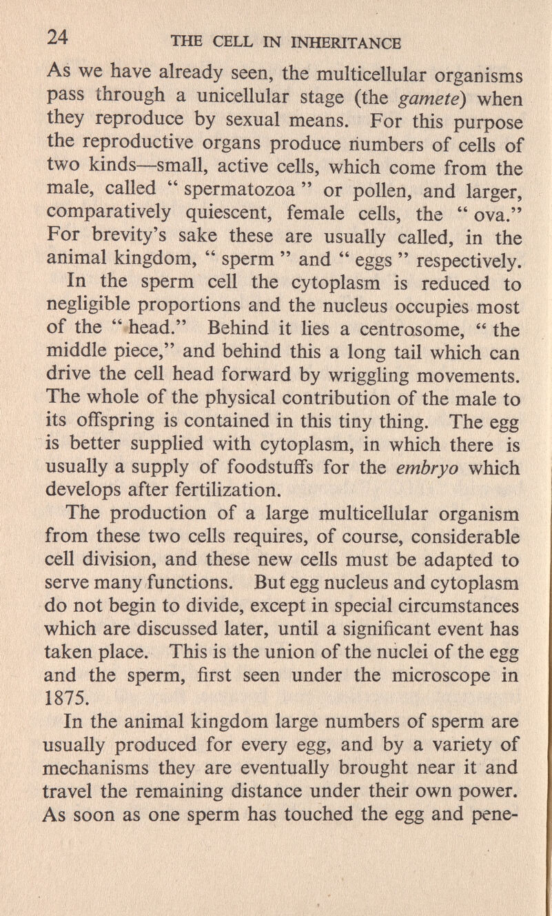 24 THE CELL IN INHERITANCE As we have already seen, the multicellular organisms pass through a unicellular stage (the gamete) when they reproduce by sexual means. For this purpose the reproductive organs produce numbers of cells of two kinds—small, active cells, which come from the male, called  spermatozoa  or pollen, and larger, comparatively quiescent, female cells, the  ova. For brevity's sake these are usually called, in the animal kingdom,  sperm  and  eggs  respectively. In the sperm cell the cytoplasm is reduced to neghgible proportions and the nucleus occupies most of the  head. Behind it lies a centrosome,  the middle piece, and behind this a long tail which can drive the cell head forward by wriggling movements. The whole of the physical contribution of the male to its offspring is contained in this tiny thing. The egg is better supplied with cytoplasm, in which there is usually a supply of foodstuffs for the embryo which develops after fertilization. The production of a large multicellular organism from these two cells requires, of course, considerable cell division, and these new cells must be adapted to serve many functions. But egg nucleus and cytoplasm do not begin to divide, except in special circumstances which are discussed later, until a significant event has taken place. This is the union of the nuclei of the egg and the sperm, first seen under the microscope in 1875. In the animal kingdom large numbers of sperm are usually produced for every egg, and by a variety of mechanisms they are eventually brought near it and travel the remaining distance under their own power. As soon as one sperm has touched the egg and pene-