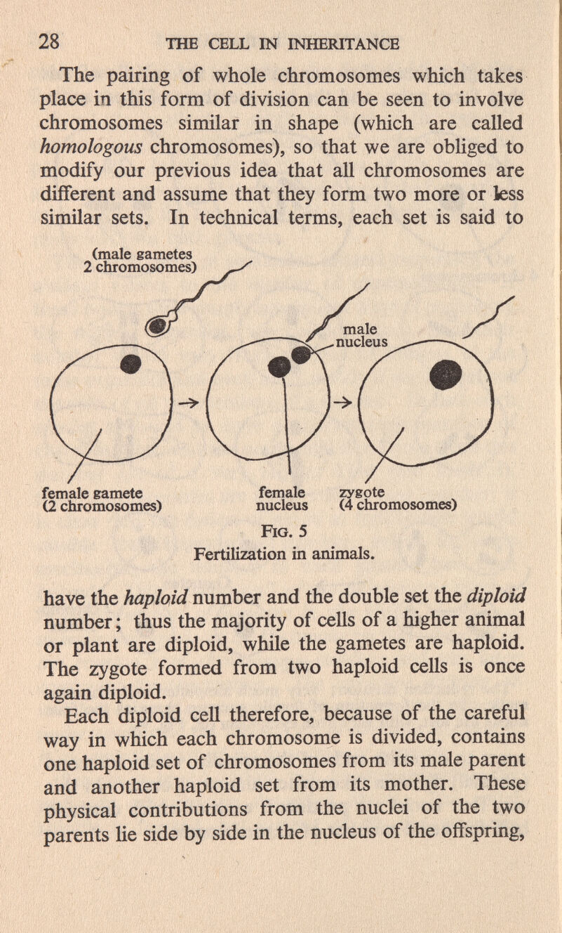 28 THE CELL IN INHERITANCE The pairing of whole chromosomes which takes place in this form of division can be seen to involve chromosomes similar in shape (which are called homologous chromosomes), so that we are obliged to modify our previous idea that all chromosomes are different and assume that they form two more or kss similar sets. In technical terms, each set is said to (male gametes have the haploid rmmbcr and the double set the diploid number ; thus the majority of cells of a higher animal or plant are diploid, while the gametes are haploid. The zygote formed from two haploid cells is once again diploid. Each diploid cell therefore, because of the careful way in which each chromosome is divided, contains one haploid set of chromosomes from its male parent and another haploid set from its mother. These physical contributions from the nuclei of the two parents lie side by side in the nucleus of the offspring, female gamete (2 chromosomes) female zygote nucleus (4 chromosomes) Fig. 5 Fertilization in animals.