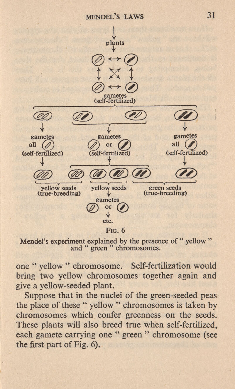 MENDEL'S LAWS 31 1 plants -0 t X \ gametes (seu-fertilized) gametes (self-fertilized) f I gametes all 0 (self-fertilized) I (S> green seeds (true-breeding) yellow seeds yellow seeds (true-br^sding) 4^ gametes @  0 Y etc. Fig. 6 Mendel's experiment explained by the presence of  yellow '* and  green  chromosomes. one  yellow  chromosome. Self-fertilization would bring two yellow chromosomes together again and give a yellow-seeded plant. Suppose that in the nuclei of the green-seeded peas the place of these  yellow  chromosomes is taken by chromosomes which confer greenness on the seeds. These plants will also breed true when self-fertihzed, each gamete carrying one  green  chromosome (see the first part of Fig. 6).