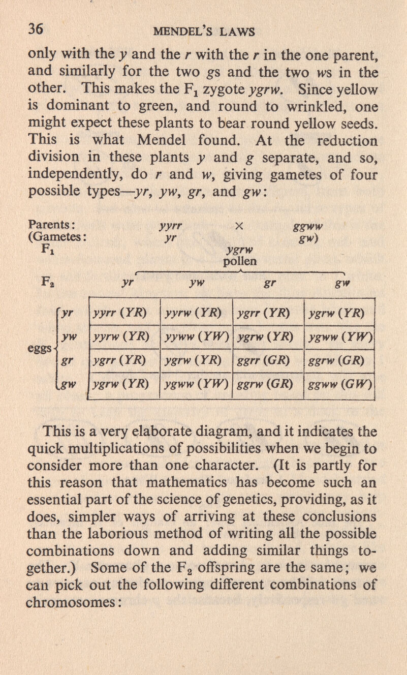 36 MENDEL'S LAWS only with the y and the r with the r in the one parent, and similarly for the two and the two ws in the other. This makes the Fj zygote ygrw. Since yellow is dominant to green, and round to wrinkled, one might expect these plants to bear round yellow seeds. This is what Mendel found. At the reduction division in these plants y and g separate, and so, independently, do r and w, giving gametes of four possible types—yr, yw, gr, and gw: Parents : (Gametes : Fi yyrr yr X ygrw pollen ggww gw) This is a very elaborate diagram, and it indicates the quick multiplications of possibihties when we begin to consider more than one character. (It is partly for this reason that mathematics has become such an essential part of the science of genetics, providing, as it does, simpler ways of arriving at these conclusions than the laborious method of writing all the possible combinations down and adding similar things to¬ gether.) Some of the Fa offspring are the same; we can pick out the following different combinations of chromosomes :