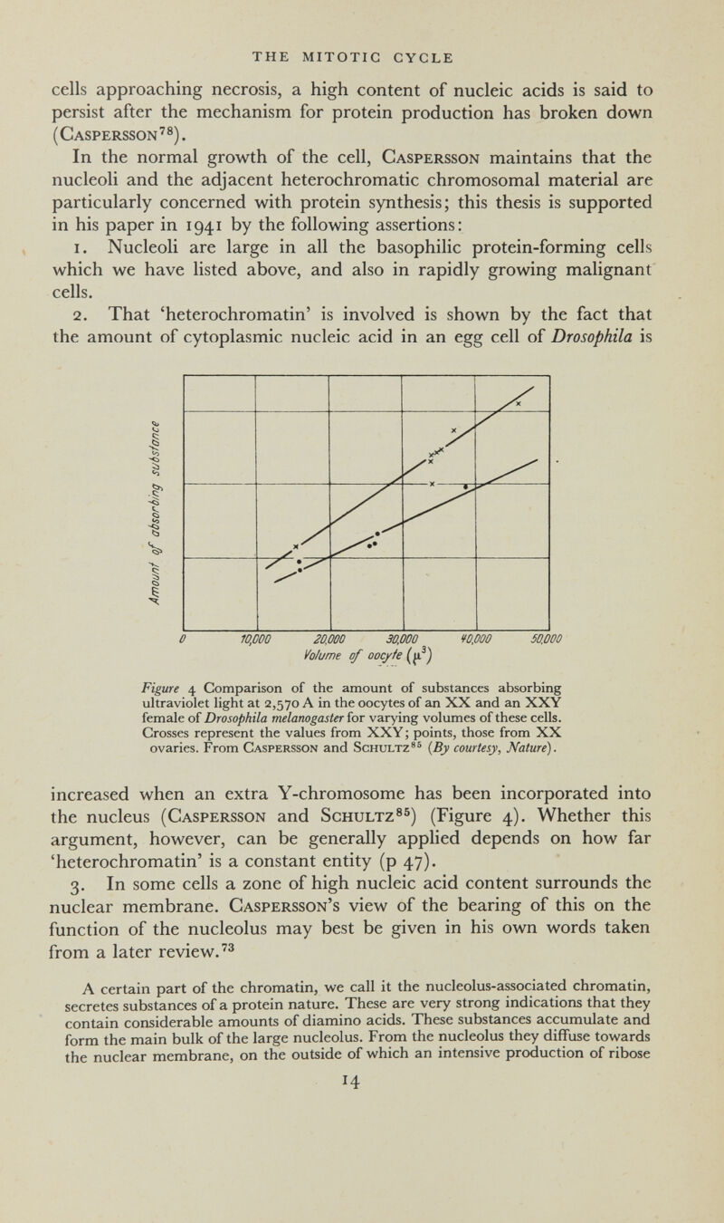 the mitotic cycle cells approaching necrosis, a high content of nucleic acids is said to persist after the mechanism for protein production has broken down (Caspersson'®). In the normal growth of the cell, Gaspersson maintains that the nucleoli and the adjacent heterochromatic chromosomal material are particularly concerned with protein synthesis; this thesis is supported in his paper in 1941 by the following assertions: 1. Nucleoli are large in all the basophilic protein-forming cells which we have listed above, and also in rapidly growing malignant cells. 2. That 'heterochromatin' is involved is shown by the fact that the amount of cytoplasmic nucleic acid in an egg cell of Drosophila is «о I <0 Í -ci I I I 0 10,000 20,000 30,000 V0,000 50,000 Volume of oocyte Figure 4 Comparison of the amount of substances absorbing ultraviolet light at 2,570 A in the oocytes of an XX and an XXY female of Drosophila melanogaster for varying volumes of these cells. Grosses represent the values from XXY ; points, those from XX ovaries. From Gaspersson and Schultz®® {By courtesy, Nature). increased when an extra Y-chromosome has been incorporated into the nucleus (Gaspersson and Schultz®®) (Figure 4). Whether this argument, however, can be generally applied depends on how far 'heterochromatin' is a constant entity (p 47). 3. In some cells a zone of high nucleic acid content surrounds the nuclear membrane. Gaspersson's view of the bearing of this on the function of the nucleolus may best be given in his own words taken from a later review.'® A certain part of the chromatin, we call it the nucleolus-associated chromatin, secretes substances of a protein nature. These are very strong indications that they contain considerable amounts of diamino acids. These substances accumulate and form the main bulk of the large nucleolus. From the nucleolus they diffuse towards the nuclear membrane, on the outside of which an intensive production of ribose 14