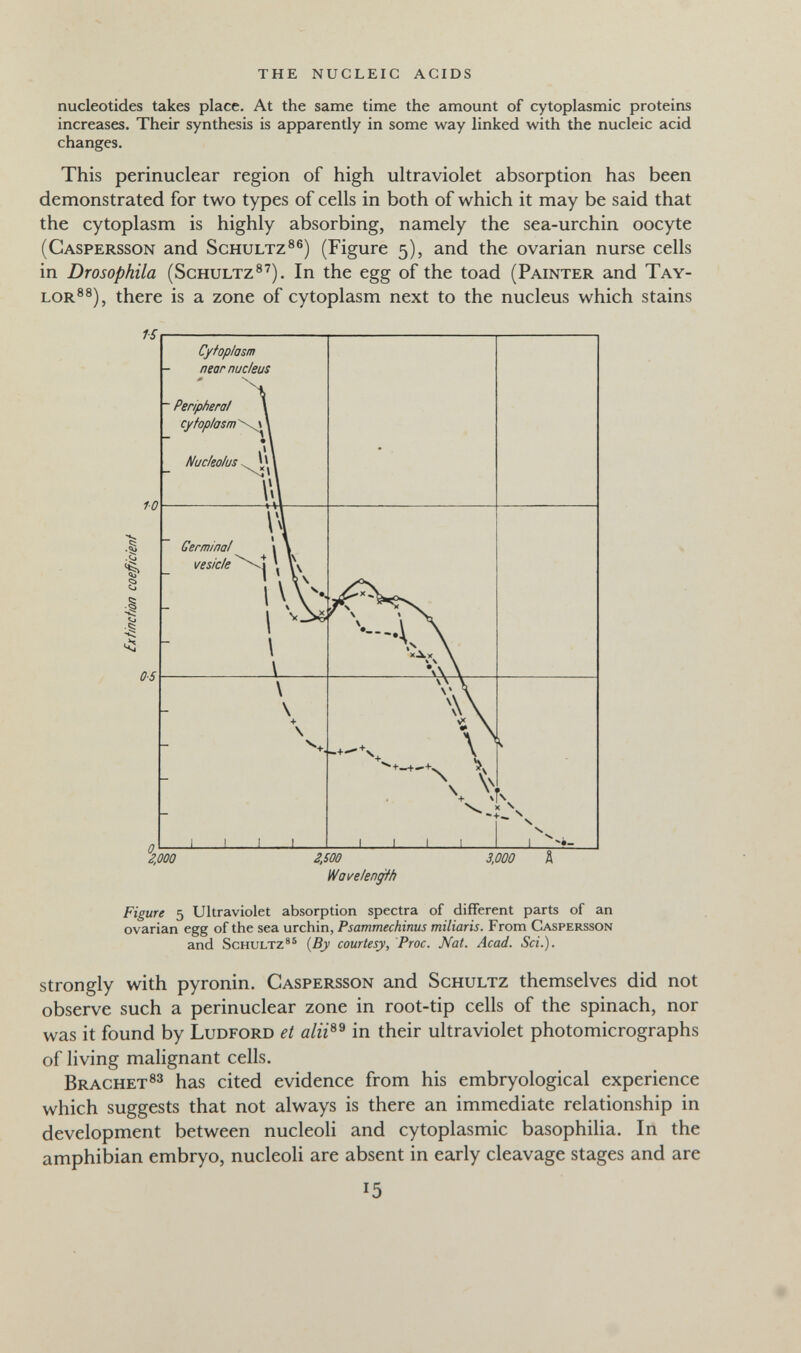 the nucleic acids nucleotides takes place. At the same time the amount of cytoplasmic proteins increases. Their synthesis is apparently in some way linked with the nucleic acid changes. This perinuclear region of high ultraviolet absorption has been demonstrated for two types of cells in both of which it may be said that the cytoplasm is highly absorbing, namely the sea-urchin oocyte (Gaspersson and Schultz®®) (Figure 5), and the ovarian nurse cells in Drosophila (Schultz®'). In the egg of the toad (Painter and Tay¬ lor®®), there is a zone of cytoplasm next to the nucleus which stains •Sï» Ï i 'i: 2,000 2.S00 Wavelen^h 3,000 Ä Figure 5 Ultraviolet absorption spectra of different parts of an ovarian egg of the sea urchin, Psammechims miliaris. From Caspersson and Schultz®® {By courtesy, Proc. Nat. Acad. Sci.). strongly with pyronin. Caspersson and Schultz themselves did not observe such a perinuclear zone in root-tip cells of the spinach, nor was it found by Ludford et in their ultraviolet photomicrographs of living malignant cells. Brächethas cited evidence from his embryological experience which suggests that not always is there an immediate relationship in development between nucleoli and cytoplasmic basophilia. In the amphibian embryo, nucleoli are absent in early cleavage stages and are 15
