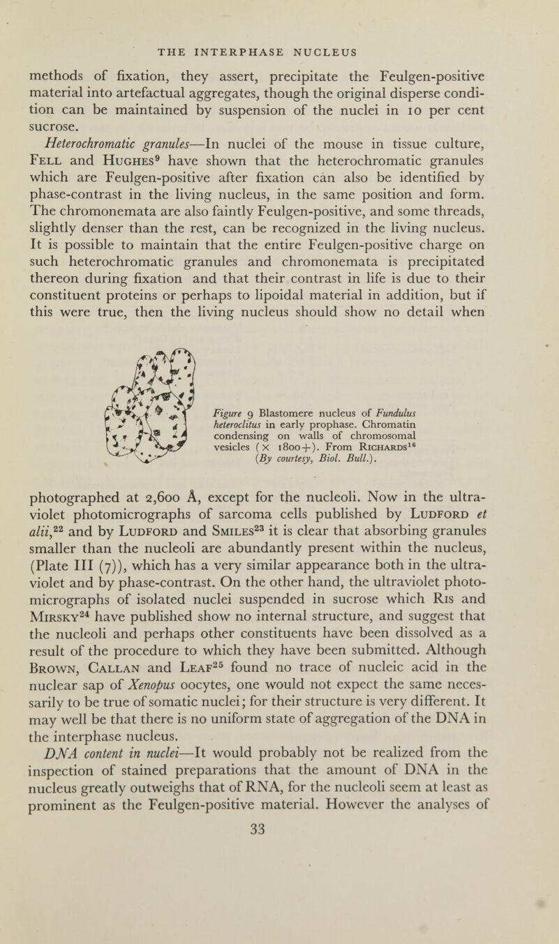 the interphase nucleus methods of fixation, they assert, precipitate the Feulgen-positive material into artefactual aggregates, though the original disperse condi¬ tion can be maintained by suspension of the nuclei in lo per cent sucrose. Heterochromatic granules—In nuclei of the mouse in tissue culture, Fell and Hughes® have shown that the heterochromatic granules which are Feulgen-positive after fixation can also be identified by phase-contrast in the living nucleus, in the same position and form. The chromonemata are also faintly Feulgen-positive, and some threads, slightly denser than the rest, can be recognized in the living nucleus. It is possible to maintain that the entire Feulgen-positive charge on such heterochromatic granules and chromonemata is precipitated thereon during fixation and that their contrast in life is due to their constituent proteins or perhaps to lipoidal material in addition, but if this were true, then the living nucleus should show no detail when photographed at 2,600 Â, except for the nucleoli. Now in the ultra¬ violet photomicrographs of sarcoma cells published by Ludford et and by Ludford and Smiles^^ it is clear that absorbing granules smaller than the nucleoli are abundantly present within the nucleus, (Plate III (7)), which has a very similar appearance both in the ultra¬ violet and by phase-contrast. On the other hand, the ultraviolet photo¬ micrographs of isolated nuclei suspended in sucrose which Ris and Mirsky^^ have published show no internal structure, and suggest that the nucleoli and perhaps other constituents have been dissolved as a result of the procedure to which they have been submitted. Although Brown, Gallan and Leaf^^ found no trace of nucleic acid in the nuclear sap of Xenopus oocytes, one would not expect the same neces¬ sarily to be true of somatic nuclei ; for their structure is very different. It may well be that there is no uniform state of aggregation of the DNA in the interphase nucleus. DNA content in nuclei—It would probably not be realized from the inspection of stained preparations that the amount of DNA in the nucleus greatly outweighs that of RNA, for the nucleoli seem at least as prominent as the Feulgen-positive material. However the analyses of Figure 9 Elastomere nucleus of Fundulus heteroclitus in early prophase. Chromatin condensing on walls of chromosomal vesicles (x 1800+). From Richards {By courtesy, Biol. Bull.). 33