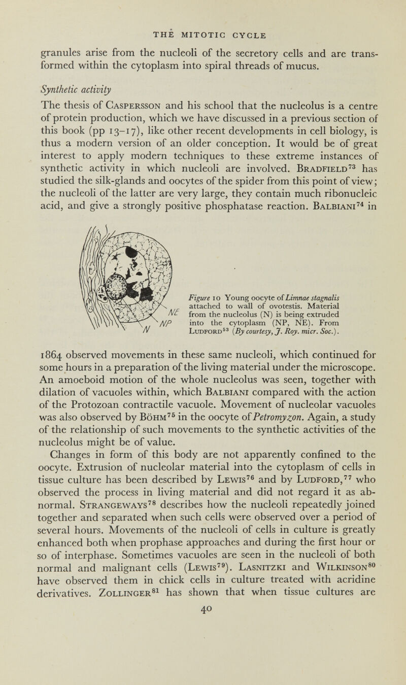 thé mitotic cycle granules arise from the nucleoli of the secretory cells and are trans¬ formed within the cytoplasm into spiral threads of mucus. Synthetic activity The thesis of Caspersson and his school that the nucleolus is a centre of protein production, which we have discussed in a previous section of this book (pp 13-17), like other recent developments in cell biology, is thus a modern version of an older conception. It would be of great interest to apply modern techniques to these extreme instances of synthetic activity in which nucleoli are involved. Bradfield^^ has studied the silk-glands and oocytes of the spider from this point of view ; the nucleoli of the latter are very large, they contain much ribonucleic acid, and give a strongly positive phosphatase reaction. Balbiani'^^ in 1864 observed movements in these same nucleoli, which continued for some hours in a preparation of the living material under the microscope. An amoeboid motion of the whole nucleolus was seen, together with dilation of vacuoles within, which Balbiani compared with the action of the Protozoan contractile vacuole. Movement of nucleolar vacuoles was also observed by Böhm'® in the oocyte oïPetromyzon. Again, a study of the relationship of such movements to the synthetic activities of the nucleolus might be of value. Changes in form of this body are not apparently confined to the oocyte. Extrusion of nucleolar material into the cytoplasm of cells in tissue culture has been described by Lewis'''® and by Ludford,''^ who observed the process in living material and did not regard it as ab¬ normal. Strangeways'^® describes how the nucleoli repeatedly joined together and separated when such cells were observed over a period of several hours. Movements of the nucleoli of cells in culture is greatly enhanced both when prophase approaches and during the first hour or so of interphase. Sometimes vacuoles are seen in the nucleoli of both normal and malignant cells (Lewis'^). Lasnitzki and Wilkinson®® have observed them in chick cells in culture treated with acridine derivatives. Zollinger®^ has shown that when tissue cultures are Figure IO Young oocyte oíLimnae stagnalis attached to wall of ovotestis. Material from the nucleolus (N) is being extruded /^P into the cytoplasm (NP, NE). From N {By courtesy, J.Roy. micr.Soc.). 40