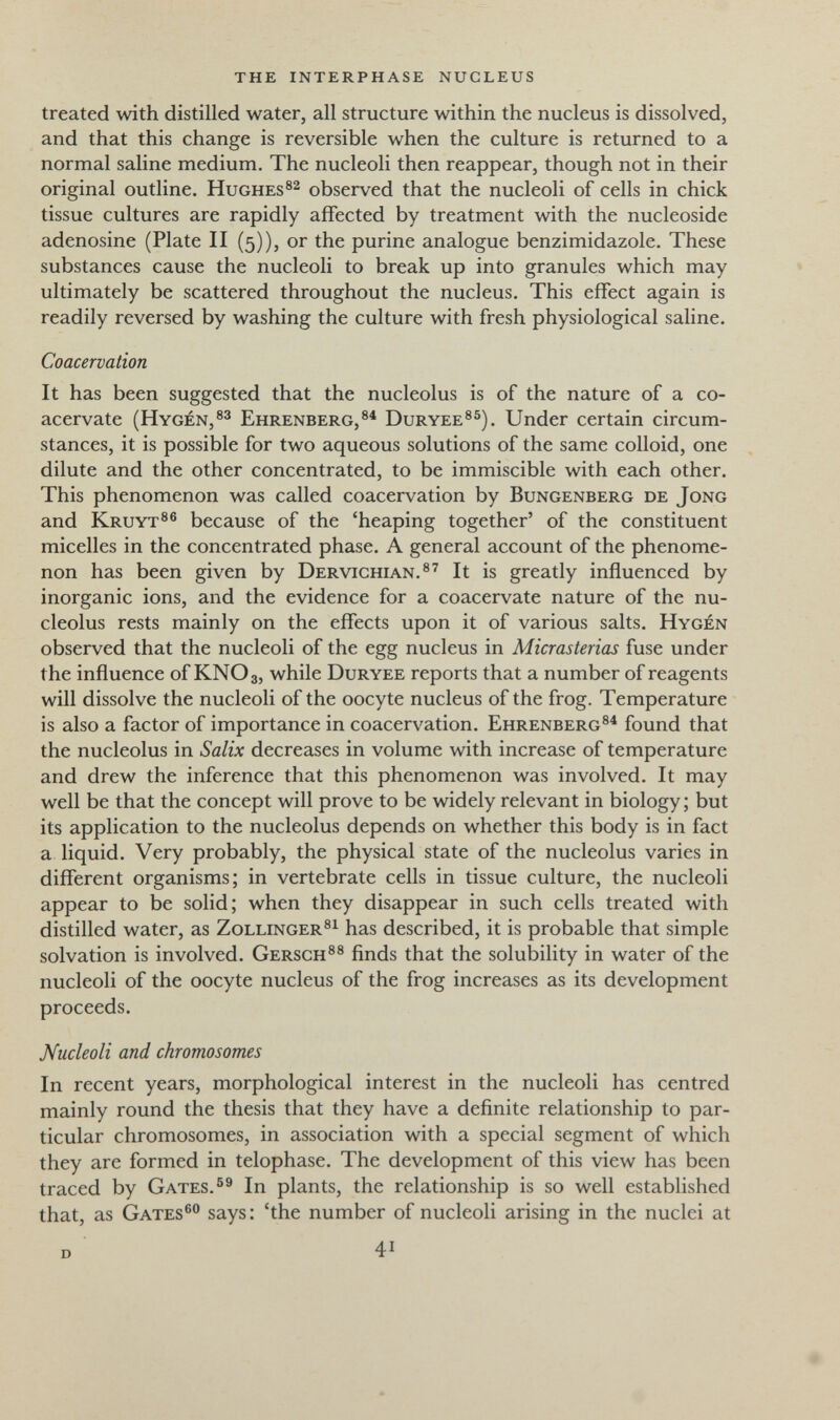 the interphase nucleus treated with distilled water, all structure within the nucleus is dissolved, and that this change is reversible when the culture is returned to a normal saline medium. The nucleoli then reappear, though not in their original outline. Hughesobserved that the nucleoli of cells in chick tissue cultures are rapidly affected by treatment with the nucleoside adenosine (Plate II (5)), or the purine analogue benzimidazole. These substances cause the nucleoli to break up into granules which may ultimately be scattered throughout the nucleus. This effect again is readily reversed by washing the culture with fresh physiological saline. Coacervation It has been suggested that the nucleolus is of the nature of a co¬ acervate (Hygén,®^ Ehrenberg, Duryee®^). Under certain circum¬ stances, it is possible for two aqueous solutions of the same colloid, one dilute and the other concentrated, to be immiscible with each other. This phenomenon was called coacervation by Bungenberg de Jong and Kruyt®® because of the 'heaping together' of the constituent micelles in the concentrated phase. A general account of the phenome¬ non has been given by Dervichian.®^ It is greatly influenced by inorganic ions, and the evidence for a coacervate nature of the nu¬ cleolus rests mainly on the effects upon it of various salts. Hygen observed that the nucleoli of the egg nucleus in Micrasterias fuse under the influence of KNO3, while Duryee reports that a number of reagents will dissolve the nucleoli of the oocyte nucleus of the frog. Temperature is also a factor of importance in coacervation. Ehrenberg®^ found that the nucleolus in Salix decreases in volume with increase of temperature and drew the inference that this phenomenon was involved. It may well be that the concept will prove to be widely relevant in biology; but its application to the nucleolus depends on whether this body is in fact a liquid. Very probably, the physical state of the nucleolus varies in different organisms; in vertebrate cells in tissue culture, the nucleoli appear to be solid; when they disappear in such cells treated with distilled water, as Zollinger®^ has described, it is probable that simple solvation is involved. Gersch®® finds that the solubility in water of the nucleoli of the oocyte nucleus of the frog increases as its development proceeds. Nucleoli and chromosomes In recent years, morphological interest in the nucleoli has centred mainly round the thesis that they have a definite relationship to par¬ ticular chromosomes, in association with a special segment of which they are formed in telophase. The development of this view has been traced by Gates.In plants, the relationship is so well established that, as Gates® says: 'the number of nucleoli arising in the nuclei at d 41