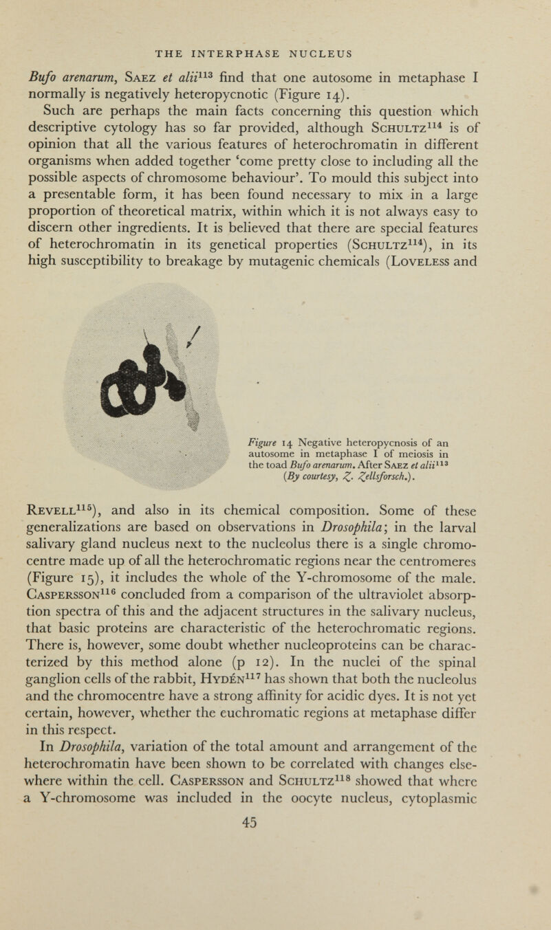 the interphase nucleus Bufo arenarum, Saez et find that one autosome in metaphase I normally is negatively heteropycnotic (Figure 14). Such are perhaps the main facts concerning this question which descriptive cytology has so far provided, although Schultz^i^ is of opinion that all the various features of heterochromatin in different organisms when added together 'come pretty close to including all the possible aspects of chromosome behaviour'. To mould this subject into a presentable form, it has been found necessary to mix in a large proportion of theoretical matrix, within which it is not always easy to discern other ingredients. It is believed that there are special features of heterochromatin in its genetical properties (Schultz^^^), in its high susceptibility to breakage by mutagenic chemicals (Loveless and Revell^^®), and also in its chemical composition. Some of these generalizations are based on observations in Drosophila\ in the larval salivary gland nucleus next to the nucleolus there is a single chromo¬ centre made up of all the heterochromatic regions near the centromeres (Figure 15), it includes the whole of the Y-chromosome of the male. Caspersson^^® concluded from a comparison of the ultraviolet absorp¬ tion spectra of this and the adjacent structures in the salivary nucleus, that basic proteins are characteristic of the heterochromatic regions. There is, however, some doubt whether nucleoproteins can be charac¬ terized by this method alone (p 12). In the nuclei of the spinal ganglion cells of the rabbit, Hyden^^' has shown that both the nucleolus and the chromocentre have a strong affinity for acidic dyes. It is not yet certain, however, whether the euchromatic regions at metaphase differ in this respect. In Drosophila, variation of the total amount and arrangement of the heterochromatin have been shown to be correlated with changes else¬ where within the cell. Caspersson and Schultz^^® showed that where a Y-chromosome was included in the oocyte nucleus, cytoplasmic Figure 14 Negative heteropycnosis of an autosome in metaphase i of meiosis in the toad Bufo arenarum. After Saez et {By courtesy, Z- Z^llsforsch.). 45 «