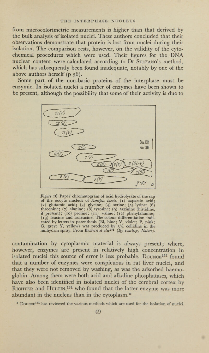 the interphase nucleus from microcolorimetric measurements is higher than that derived by the bulk analysis of isolated nuclei. These authors concluded that their observations demonstrate that protein is lost from nuclei during their isolation. The comparison rests, however, on the validity of the cyto- chemical procedures which were used. Their figures for the DNA nuclear content were calculated according to Di Stefano's method, which has subsequently been found inadequate, notably by one of the above authors herself (p 36). Some part of the non-basic proteins of the interphase must be enzymic. In isolated nuclei a number of enzymes have been shown to be present, although the possibility that some of their activity is due to Figure 16 Paper chromatogram of acid hydrolysate of the sap of the oocyte nucleus of Xenopus laevis. (i) aspartic acid; (2) glutamic acid; (3) glycine; (4) serine; (5) lysine; (6) threonine; (7) alanine; (8) tyrosine; (9) arginine (histidine, if present); (10) proline; (11) valine; (12) phenylalanine; (13) leucine and isoleucine. The colour differentiation indi¬ cated by letters in parenthesis (Bl, blue; V, violet; P, pink; G, grey; Y, yellow) was produced by 5% collidine in the ninhydrin spray. From Brown et {By courtesy. Nature). contamination by cytoplasmic material is always present; where, however, enzymes are present in relatively high concentration in isolated nuclei this source of error is less probable. Dounge^^^ found that a number of enzymes were conspicuous in rat liver nuclei, and that they were not removed by washing, as was the adsorbed haemo¬ globin. Among them were both acid and alkaline phosphatases, which have also been identified in isolated nuclei of the cerebral cortex by Richter and Hultin,^^^ who found that the latter enzyme was more abundant in the nucleus than in the cytoplasm.* * DouNCE^'® has reviewed the various methods which are used for the isolation of nuclei. BuOH 0 49 #