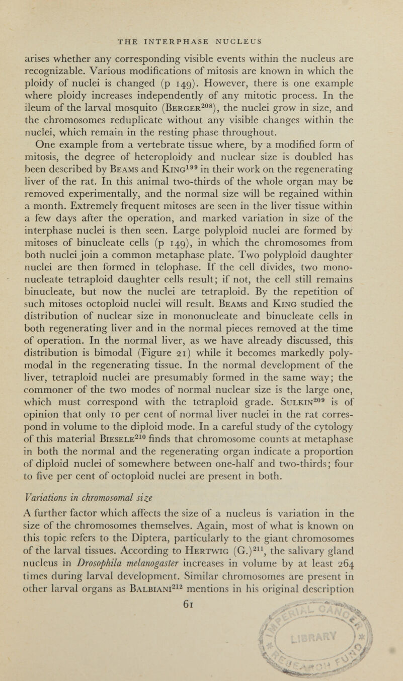 the interphase nucleus arises whether any corresponding visible events within the nucleus are recognizable. Various modifications of mitosis are known in which the ploidy of nuclei is changed (p 149). However, there is one example where ploidy increases independently of any mitotic process. In the ileum of the larval mosquito (Berger^®®), the nuclei grow in size, and the chromosomes reduplicate without any visible changes within the nuclei, which remain in the resting phase throughout. One example from a vertebrate tissue where, by a modified form of mitosis, the degree of heteroploidy and nuclear size is doubled has been described by Beams and King^®^ in their work on the regenerating liver of the rat. In this animal two-thirds of the whole organ may be removed experimentally, and the normal size will be regained within a month. Extremely frequent mitoses are seen in the liver tissue within a few days after the operation, and marked variation in size of the interphase nuclei is then seen. Large polyploid nuclei are formed by mitoses of binucleate cells (p 149), in which the chromosomes from both nuclei join a common metaphase plate. Two polyploid daughter nuclei are then formed in telophase. If the cell divides, two mono¬ nucleate tetraploid daughter cells result; if not, the cell still remains binucleate, but now the nuclei are tetraploid. By the repetition of such mitoses octoploid nuclei will result. Beams and King studied the distribution of nuclear size in mononucleate and binucleate cells in both regenerating liver and in the normal pieces removed at the time of operation. In the normal liver, as we have already discussed, this distribution is bimodal (Figure 21) while it becomes markedly poly- modal in the regenerating tissue. In the normal development of the liver, tetraploid nuclei are presumably formed in the same way; the commoner of the two modes of normal nuclear size is the large one, which must correspond with the tetraploid grade. Sulkin^® is of opinion that only 10 per cent of normal liver nuclei in the rat corres¬ pond in volume to the diploid mode. In a careful study of the cytology of this material Biesele^^ finds that chromosome counts at metaphase in both the normal and the regenerating organ indicate a proportion of diploid nuclei of somewhere between one-half and two-thirds ; four to five per cent of octoploid nuclei are present in both. Variations in chromosomal size A further factor which affects the size of a nucleus is variation in the size of the chromosomes themselves. Again, most of what is known on this topic refers to the Diptera, particularly to the giant chromosomes of the larval tissues. According to Hertwig (G.)^^^, the salivary gland nucleus in Drosophila melanogaster increases in volume by at least 264 times during larval development. Similar chromosomes are present in other larval organs as Balbiani^^^ mentions in his original description
