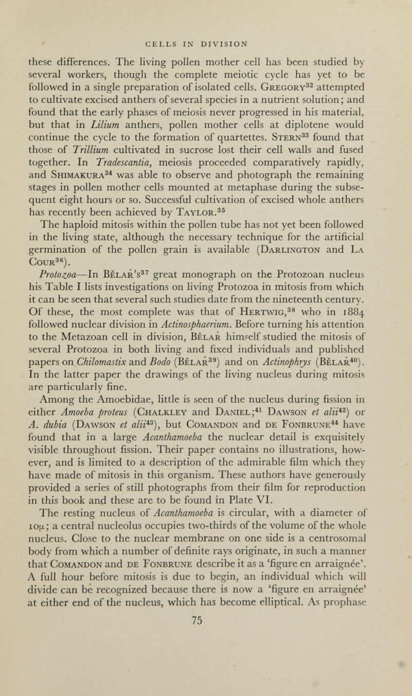cells in division these differences. The living pollen mother cell has been studied by several workers, though the complete meiotic cycle has yet to be followed in a single preparation of isolated cells. Gregory^^ attempted to cultivate excised anthers of several species in a nutrient solution; and found that the early phases of meiosis never progressed in his material, but that in Lilium anthers, pollen mother cells at diplotene would continue the cycle to the formation of quartettes. Stern^^ found that those of Trillium cultivated in sucrose lost their cell walls and fused together. In Tradescantia, meiosis proceeded comparatively rapidly, and Shimakura^^ was able to observe and photograph the remaining stages in pollen mother cells mounted at metaphase during the subse¬ quent eight hours or so. Successful cultivation of excised whole anthers has recently been achieved by Taylor. The haploid mitosis within the pollen tube has not yet been followed in the living state, although the necessary technique for the artificial germination of the pollen grain is available (Darlington and La CouR^®). Protozoa—In Belar's^' great monograph on the Protozoan nucleus his Table I lists investigations on living Protozoa in mitosis from which it can be seen that several such studies date from the nineteenth century. Of these, the most complete was that of Hertwig,^® who in 1884 followed nuclear division in Actinosphaerium. Before turning his attention to the Metazoan cell in division. Belar himself studied the mitosis of several Protozoa in both living and fixed individuals and published papers on Chilomastix and Bodo (Bèlar^®) and on Actinophrys (Belar^°). In the latter paper the drawings of the living nucleus during mitosis are particularly fine. Among the Amoebidae, little is seen of the nucleus during fission in either Amoeba proteus (Chalkley and Daniel Dawson et alii^^) or A. dubia (Dawson et alii'^^), but Comandon and de Fonbrune have found that in a large Acanthamoeba the nuclear detail is exquisitely visible throughout fission. Their paper contains no illustrations, how¬ ever, and is limited to a description of the admirable film which they have made of mitosis in this organism. These authors have generously provided a series of still photographs from their film for reproduction in this book and these are to be found in Plate VI. The resting nucleus of Acanthamoeba is circular, with a diameter of i0[x; a central nucleolus occupies two-thirds of the volume of the whole nucleus. Close to the nuclear membrane on one side is a centrosoma) body from which a number of definite rays originate, in such a manner that Comandon and de Fonbrune describe it as a 'figure en arraignée'. A full hour before mitosis is due to begin, an individual which will divide can be recognized because there is now a 'figure en arraignée' at either end of the nucleus, which has become elliptical. As prophase 75