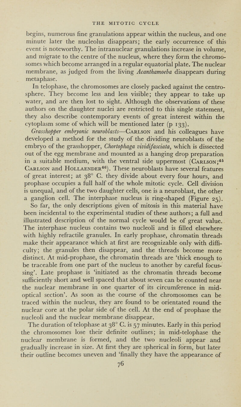 the mitotic cycle begins, numerous fine granulations appear within the nucleus, and one minute later the nucleolus disappears; the early occurrence of this event is noteworthy. The intranuclear granulations increase in volume, and migrate to the centre of the nucleus, where they form the chromo¬ somes which become arranged in a regular equatorial plate. The nuclear membrane, as judged from the living Acanthamoeba disappears during metaphase. In telophase, the chromosomes are closely packed against the centro- sphere. They become less and less visible; they appear to take up water, and are then lost to sight. Although the observations of these authors on the daughter nuclei are restricted to this single statement, they also describe contemporary events of great interest within the cytoplasm some of which will be mentioned later (p 133). Grasshopper embryonic neuroblasts—Carlson and his colleagues have developed a method for the study of the dividing neuroblasts of the embryo of the grasshopper, Chortophaga vividi/asciata, which is dissected out of the egg membrane and mounted as a hanging drop preparation in a suitable medium, with the ventral side uppermost (Carlson;^® Carlson and Hollaender^®). These neuroblasts have several features of great interest; at 38° C. they divide about every four hours, and prophase occupies a full half of the whole mitotic cycle. Cell division is unequal, and of the two daughter cells, one is a neuroblast, the other a ganglion cell. The interphase nucleus is ring-shaped (Figure 25). So far, the only descriptions given of mitosis in this material have been incidental to the experimental studies of these authors ; a full and illustrated description of the normal cycle would be of great value. The interphase nucleus contains two nucleoli and is filled elsewhere with highly refractile granules. In early prophase, chromatin threads make their appearance which at first are recognizable only with diffi¬ culty; the granules then disappear, and the threads become more distinct. At mid-prophase, the chromatin threads are 'thick enough to be traceable from one part of the nucleus to another by careful focus¬ sing'. Late prophase is 'initiated as the chromatin threads become sufficiently short and well spaced that about seven can be counted near the nuclear membrane in one quarter of its circumference in mid- optical section'. As soon as the course of the chromosomes can be traced within the nucleus, they are found to be orientated round the nuclear core at the polar side of the cell. At the end of prophase the nucleoli and the nuclear membrane disappear. The duration of telophase at 38° C. is 57 minutes. Early in this period the chromosomes lose their definite outlines; in mid-telophase the nuclear membrane is formed, and the two nucleoli appear and gradually increase in size. At first they are spherical in form, but later their outline becomes uneven and 'finally they have the appearance of 76
