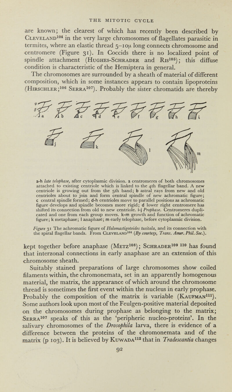 the mitotic cycle are known; the clearest of which has recently been described by ClevelandI^ in the very large chromosomes of flagellates parasitic in termites, where an elastic thread 5-io[j. long connects chromosome and centromere (Figure 31). In Coccids there is no localized point of spindle attachment (Hughes-Schrader and Ris^®®) ; this diffuse condition is characteristic of the Hemiptera in general. The chromosomes are surrounded by a sheath of material of different composition, which in some instances appears to contain lipoproteins (Hirschler;^®® Serra^®'). Probably the sister chromatids are thereby a-h late telophase, after cytoplasmic division, a centromeres of both chromosomes attached to existing centriole which is hnked to the 4th flagellar band. A new centrióle is growing out from the 5th band; b astral rays from new and old centrioles about to join and form central spindle of new achromatic figure; с central spindle formed; d-h centrioles move to parallel positions as achromatic figure develops and spindle becomes more rigid ; d lower right centromere has shifted its connection from old to new centriole. i-j Prophase. Centromeres dupli¬ cated and one from each group moves, k-m growth and function of achromatic figure; к metaphase; I anaphase; m early telophase, before cytoplasmic division. Figure 31 The achromatic figure of Holomastigotoides tusitala, and its connection with the spiral flagellar bands. From Cleveland^* {By courtesy, Trans. Amer. Phil. Soc.). kept together before anaphase (Metz^®®) ; Schrader^®^ has found that interzonal connections in early anaphase are an extension of this chromosome sheath. Suitably stained preparations of large chromosomes show coiled filaments within, the chromonemata, set in an apparently homogenous material, the matrix, the appearance of which around the chromosome thread is sometimes the first event within the nucleus in early prophase. Probably the composition of the matrix is variable (Kaufman^^^). Some authors look upon most of the Feulgen-positive material deposited on the chromosomes during prophase as belonging to the matrix; Serra^®' speaks of this as the 'peripheric nucleo-proteins'. In the salivary chromosomes of the Drosophila larva, there is evidence of a difference between the proteins of the chromonemata and of the matrix (p 103). It is believed by Kuwada^^^ that in Tradescantia changes Ч- 5 m 92