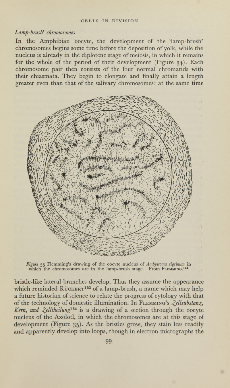 cells in division Lamp-bmsK chromosomes In the Amphibian oocyte, the development of the 'lamp-brush' chromosomes begins some time before the deposition of yolk, while the nucleus is already in the diplotene stage of meiosis, in which it remains for the whole of the period of their development (Figure 34). Each chromosome pair then consists of the four normal chromatids with their chiasmata. They begin to elongate and finally attain a length greater even than that of the salivary chromosomes ; at the same time Figure 35 Flemming's drawing of the oocyte nucleus of Ambystoma tigrinum in which the chromosomes are in the lamp-brush stage. From Flemming.^®* bristle-like lateral branches develop. Thus they assume the appearance which reminded Rückert^^^ of a lamp-brush, a name which may help a future historian of science to relate the progress of cytology with that of the technology of domestic illumination. In Flemming's ^ellsubstanz, Kern, und ^elltheilmg^^'^ is a drawing of a section through the oocyte nucleus of the Axolotl, in which the chromosomes are at this stage of development (Figure 35). As the bristles grow, they stain less readily and apparently develop into loops, though in electron micrographs the 99