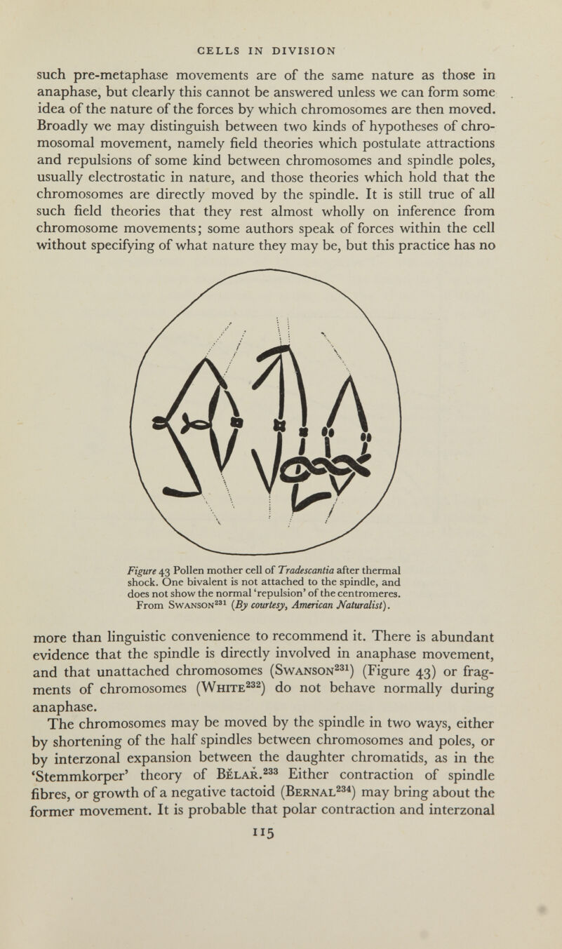 cells in division such pre-metaphase movements are of the same nature as those in anaphase, but clearly this cannot be answered unless we can form some idea of the nature of the forces by which chromosomes are then moved. Broadly we may distinguish between two kinds of hypotheses of chro¬ mosomal movement, namely field theories which postulate attractions and repulsions of some kind between chromosomes and spindle poles, usually electrostatic in nature, and those theories which hold that the chromosomes are directly moved by the spindle. It is still true of all such field theories that they rest almost wholly on inference from chromosome movements ; some authors speak of forces within the cell without specifying of what nature they may be, but this practice has no more than linguistic convenience to recommend it. There is abundant evidence that the spindle is directly involved in anaphase movement, and that unattached chromosomes (Swanson^^i) (Figure 43) or frag¬ ments of chromosomes (White^^2) do not behave normally during anaphase. The chromosomes may be moved by the spindle in two ways, either by shortening of the half spindles between chromosomes and poles, or by interzonal expansion between the daughter chromatids, as in the 'Stemmkorper' theory of Belar.^^s Either contraction of spindle fibres, or growth of a negative tactoid (Bernal^^^) may bring about the former movement. It is probable that polar contraction and interzonal Figure 43 Pollen mother cell of Tradescantia after thermal shock. One bivalent is not attached to the spindle, and does not show the normal 'repulsion' of the centromeres. From SwANSON^®^ {By courtesy, American Naturalist). 115 #
