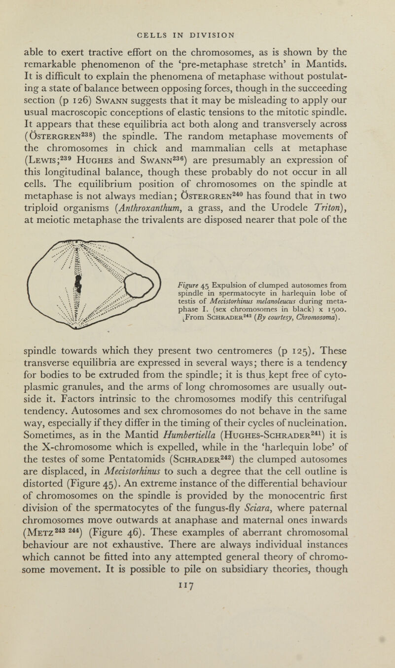 cells in division able to exert tractive effort on the chromosomes, as is shown by the remarkable phenomenon of the 'pre-metaphase stretch' in Mantids. It is difficult to explain the phenomena of metaphase without postulat¬ ing a state of balance between opposing forces, though in the succeeding section (p 126) swann suggests that it may be misleading to apply our usual macroscopic conceptions of elastic tensions to the mitotic spindle. It appears that these equilibria act both along and transversely across ( OsTERGREN^^®) the spindle. The random metaphase movements of the chromosomes in chick and mammalian cells at metaphase (Lewis Hughes and Swann^^®) are presumably an expression of this longitudinal balance, though these probably do not occur in all cells. The equilibrium position of chromosomes on the spindle at metaphase is not always median; Östergren^^ has found that in two triploid organisms {Anthroxanthum, a grass, and the Urodele Triton) ^ at meiotic metaphase the trivalente are disposed nearer that pole of the spindle towards which they present two centromeres (p 125). These transverse equilibria are expressed in several ways; there is a tendency for bodies to be extruded from the spindle; it is thus kept free of cyto¬ plasmic granules, and the arms of long chromosomes are usually out¬ side it. Factors intrinsic to the chromosomes modify this centrifugal tendency. Autosomes and sex chromosomes do not behave in the same way, especially if they differ in the timing of their cycles of nucleination. Sometimes, as in the Mantid Humbertiella (Hughes-Schrader^^^) it is the X-chromosome which is expelled, while in the 'harlequin lobe' of the testes of some Pentatomids (Schrader^^^^ clumped autosomes are displaced, in Mecislorhinus to such a degree that the cell outline is distorted (Figure 45). An extreme instance of the differential behaviour of chromosomes on the spindle is provided by the monocentric first division of the spermatocytes of the fungus-fly Sciara, where paternal chromosomes move outwards at anaphase and maternal ones inwards (Metz (Figure 46). These examples of aberrant chromosomal behaviour are not exhaustive. There are always individual instances which cannot be fitted into any attempted general theory of chromo¬ some movement. It is possible to pile on subsidiary theories, though Figure 45 Expulsion of clmnped autosomes from spindle in spermatocyte in harlequin lobe of testis of Mecislorhinus melanoleucus during meta¬ phase I. (sex chromosomes in black) x 1500. ^From Schräder*^ {By courtesy, Chromosoma). 117