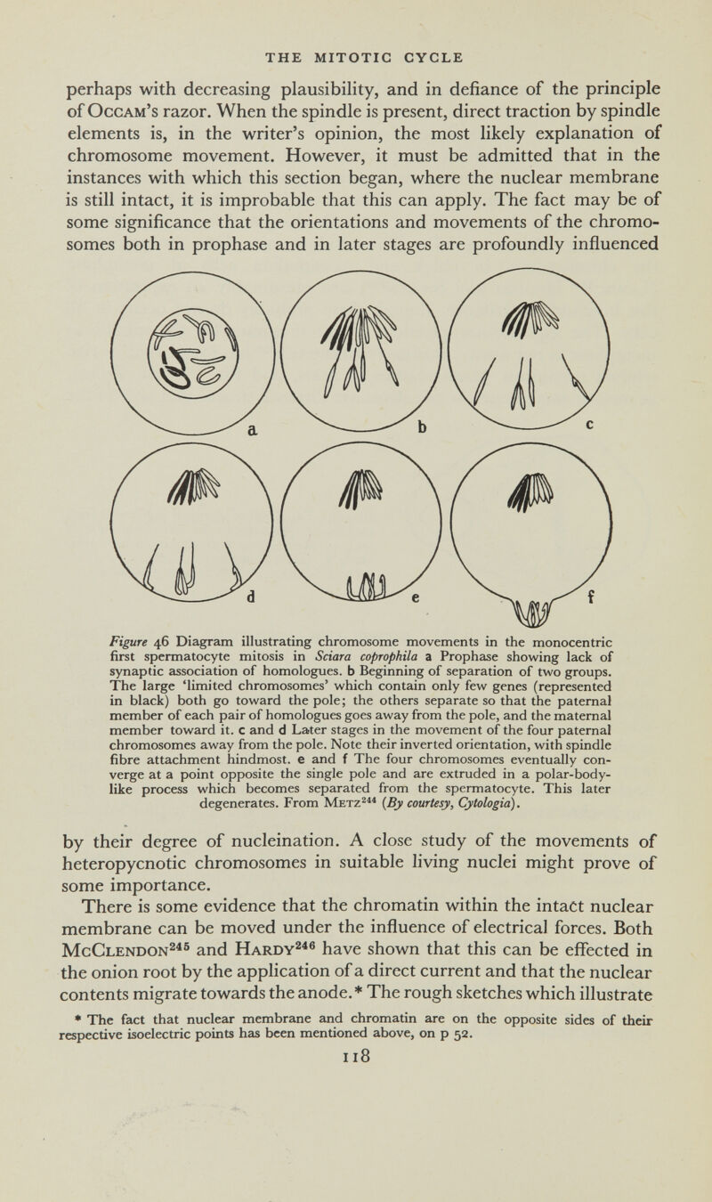 the mitotic cycle perhaps with decreasing plausibility, and in defiance of the principle of Occam's razor. When the spindle is present, direct traction by spindle elements is, in the writer's opinion, the most likely explanation of chromosome movement. However, it must be admitted that in the instances with which this section began, where the nuclear membrane is still intact, it is improbable that this can apply. The fact may be of some significance that the orientations and movements of the chromo¬ somes both in prophase and in later stages are profoundly influenced Figure 46 Diagram illustrating chromosome movements in the monocentric first spermatocyte mitosis in Sciara coprophila a Prophase showing lack of synaptic association of homologues, b Beginning of separation of two groups. The large 'limited chromosomes' which contain only few genes (represented in black) both go toward the pole; the others separate so that the paternal member of each pair of homologues goes away from the pole, and the maternal member toward it. с and d Later stages in the movement of the four paternal chromosomes away from the pole. Note their inverted orientation, with spindle fibre attachment hindmost, e and f The four chromosomes eventually con¬ verge at a point opposite the single pole and are extruded in a polar-body¬ like process which becomes separated from the spermatocyte. This later degenerates. From {By courtesy, Cytologia). by their degree of nucleination. A close study of the movements of heteropycnotic chromosomes in suitable living nuclei might prove of some importance. There is some evidence that the chromatin within the intact nuclear membrane can be moved under the influence of electrical forces. Both McClendon^^® and Hardy^^® have shown that this can be effected in the onion root by the application of a direct current and that the nuclear contents migrate towards the anode.* The rough sketches which illustrate ♦ The fact that nuclear membrane and chromatin are on the opposite sides of their respective isoelectric points has been mentioned above, on p 52. 118