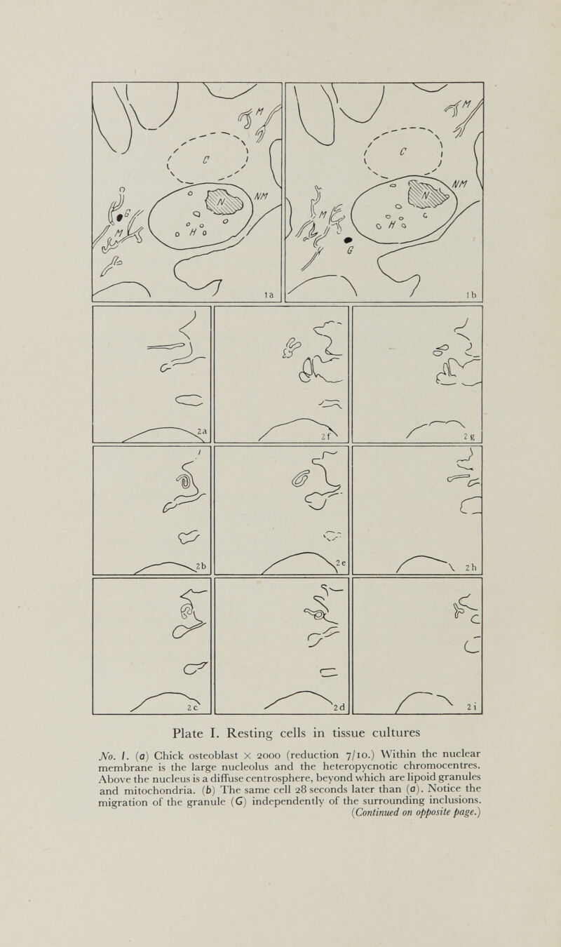 Plate 1. Resting cells in tissue cultures jVb. I. (a) Chick osteoblast X 2000 (reduction 7/10.) Within the nuclear membrane is the large nucleolus and the heteropycnotic chromocentres. Above the nucleus is a diffuse centrosphere, beyond which are lipoid granules and mitochondria, (b) The same cell 28 seconds later than (a). Notice the migration of the granule (G) independently of the surrounding inclusions. {Continued on opposite page.)