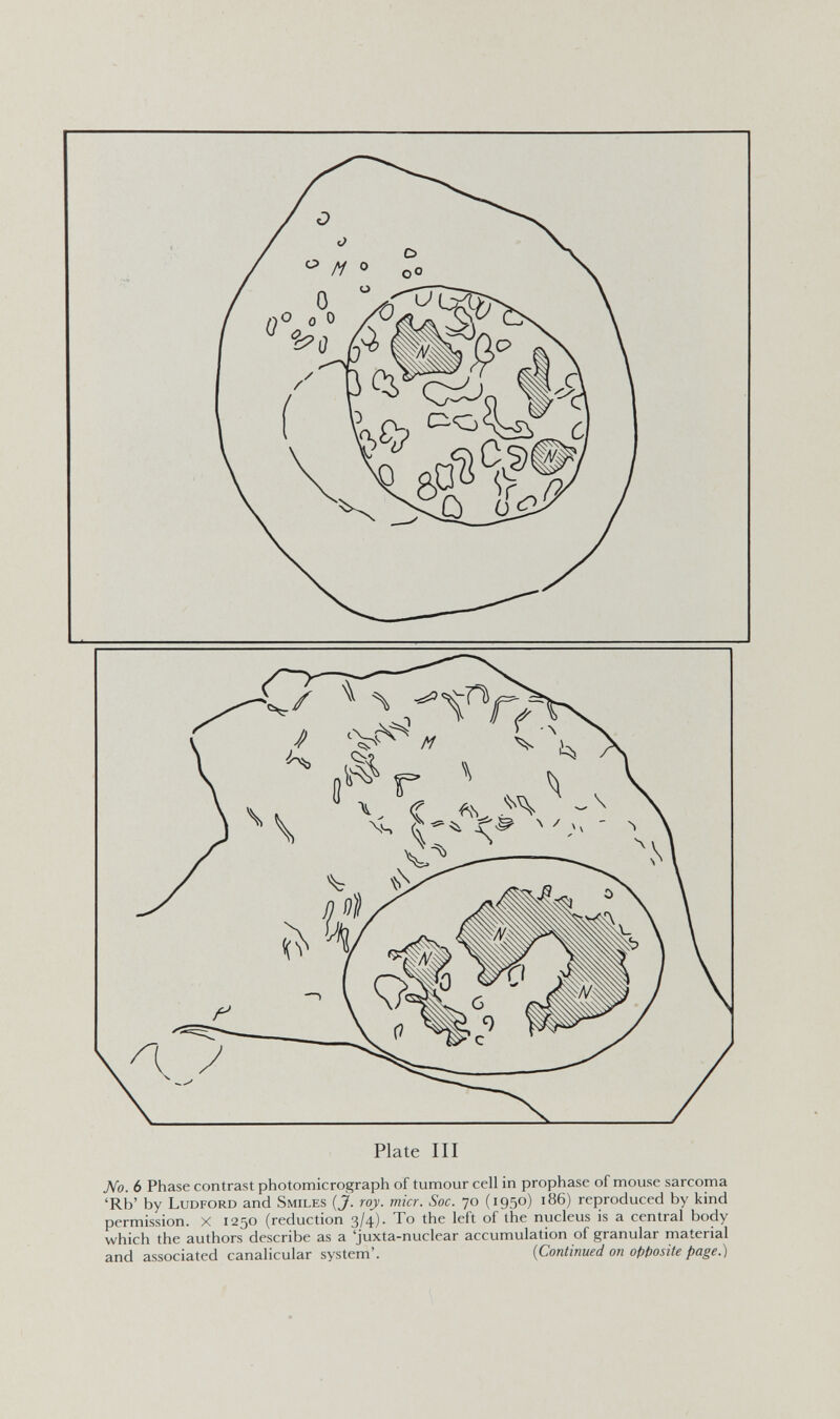 Plate III No. 6 Phase contrast photomicrograph of tumour cell in prophase of mouse sarcoma 'Rb' by Ludford and Smiles (J. roj>. micr. Soc. 70 (1950) 186) reproduced by kind permission. X 1250 (reduction 3/4). To the left of the nucleus is a central body which the authors describe as a 'juxta-nuclear accumulation of granular material and associated canalicular system'. {Continued on opposite page.)