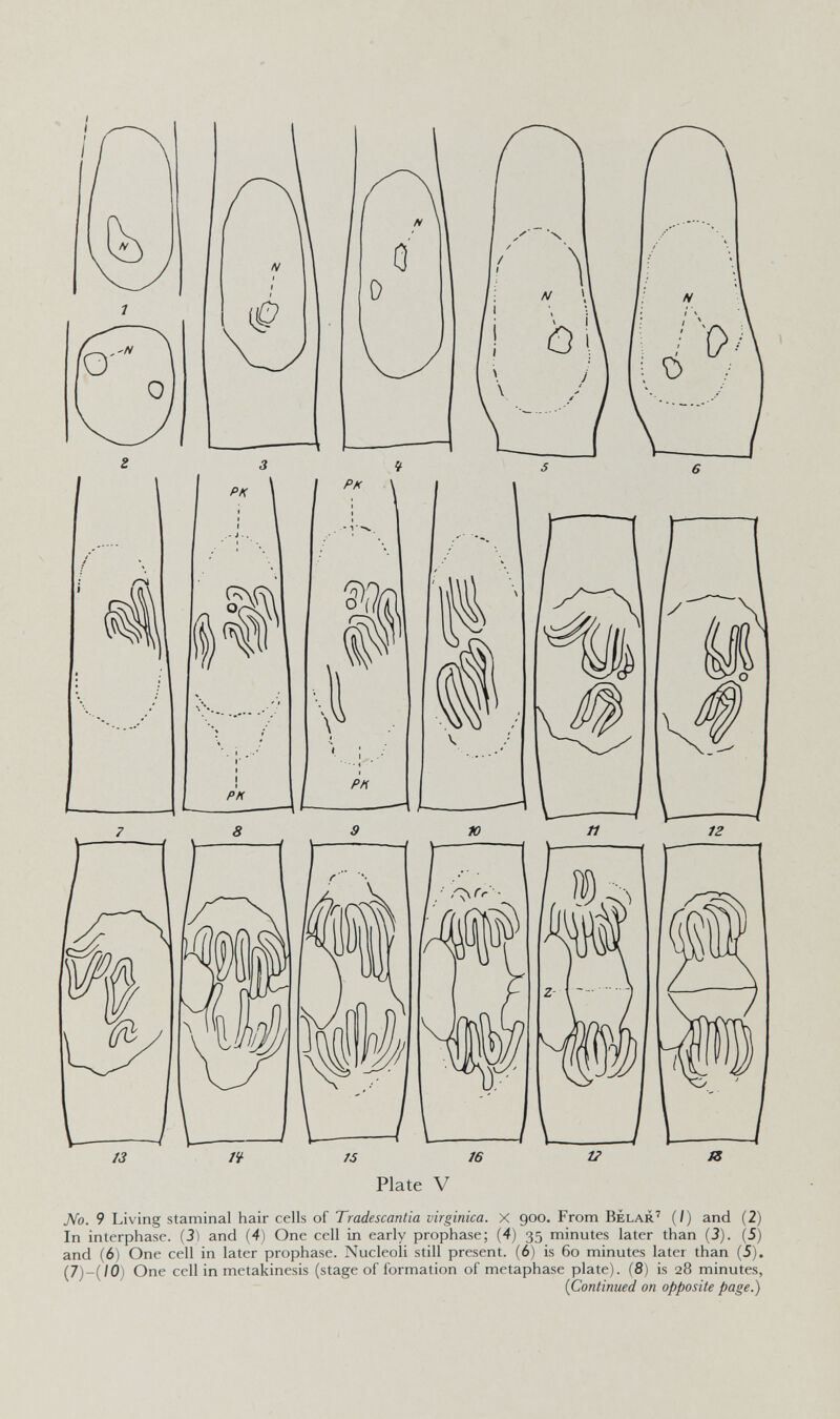 No. 9 Living staminal hair cells of Tradescantia virginica. X 900. From Belar' (/) and (2) In interphase. (3) and (4) One cell in early prophase; (4) 35 minutes later than (3). (5) and (6) One cell in later prophase. Nucleoli still present. (6) is 60 minutes later than (5). (7)-(IO) One cell in metakinesis (stage of formation of metaphase plate). (8) is 28 minutes, {Continued on opposite page.)