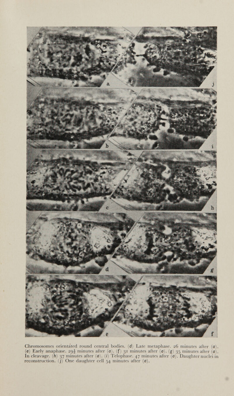 Chromosomes orientated round central bodies, (d) Late metaphase. 26 minutes after (0). (e) Early anaphase. 29J minutes after (0). (f) 31 minutes after (a), (g) 35 minutes after (a). In cleavage, (h) 37 minutes after (a). (/) Telophase. 47 minutes after (a). Daughter nuclei in reconstruction, (j) One daughter cell 54 minutes after (0).