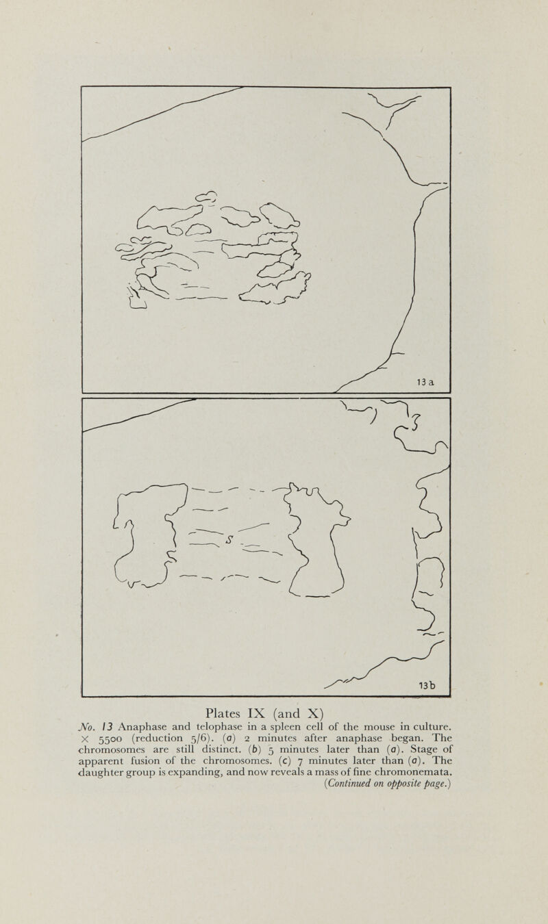 Plates IX (and X) JVb. 13 Anaphase and telophase in a spleen cell of the mouse in culture. X 5500 (reduction 5/6). (a) 2 minutes after anaphase began. The chromosomes are still distinct, (b) 5 minutes later than (a). Stage of apparent fusion of the chromosomes, (c) 7 minutes later than (o). The daughter group is expanding, and now reveals a mass of fine chromonemata. {Continued on opposite page.)